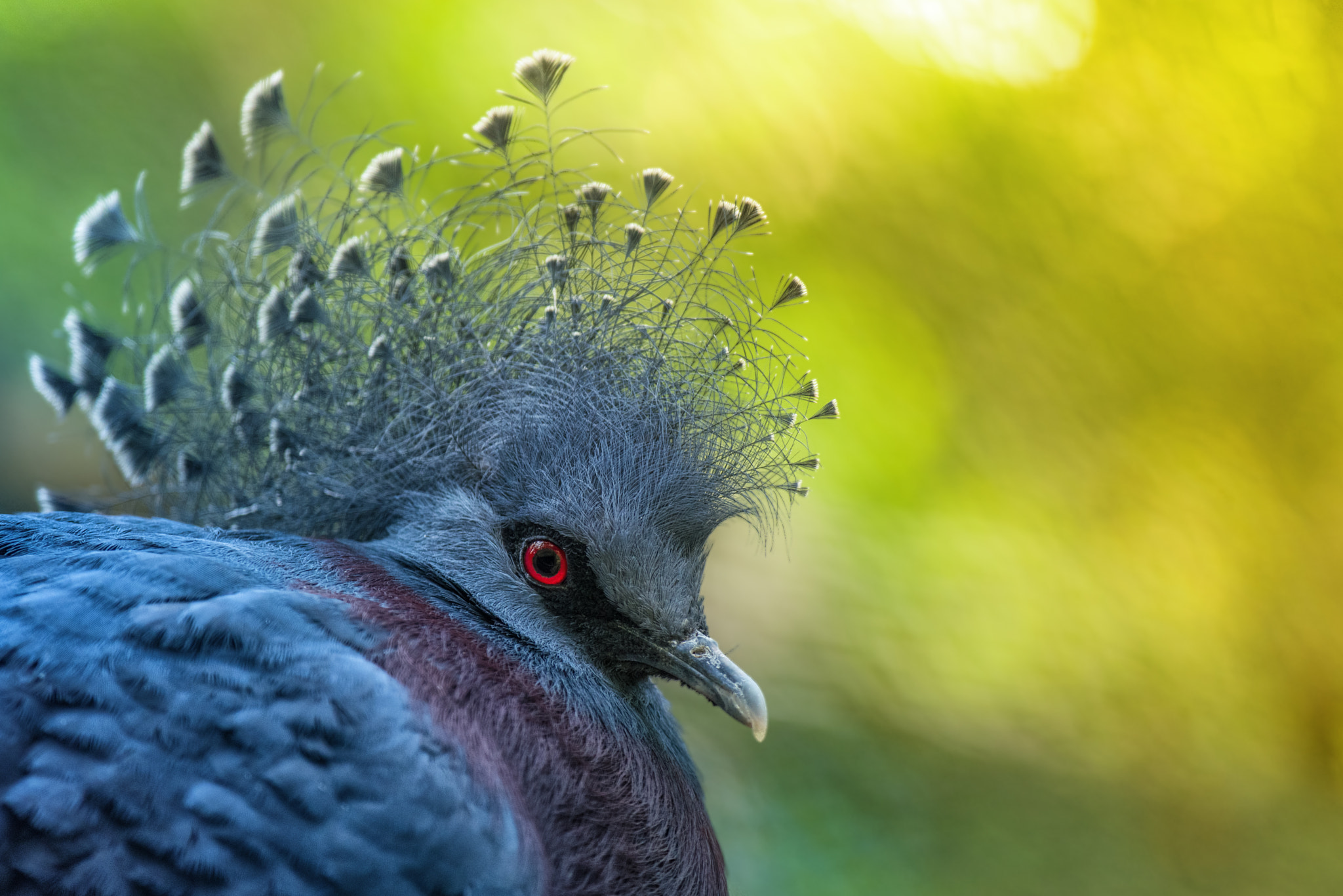 Pentax K-1 sample photo. Victoria crowned pigeon photography