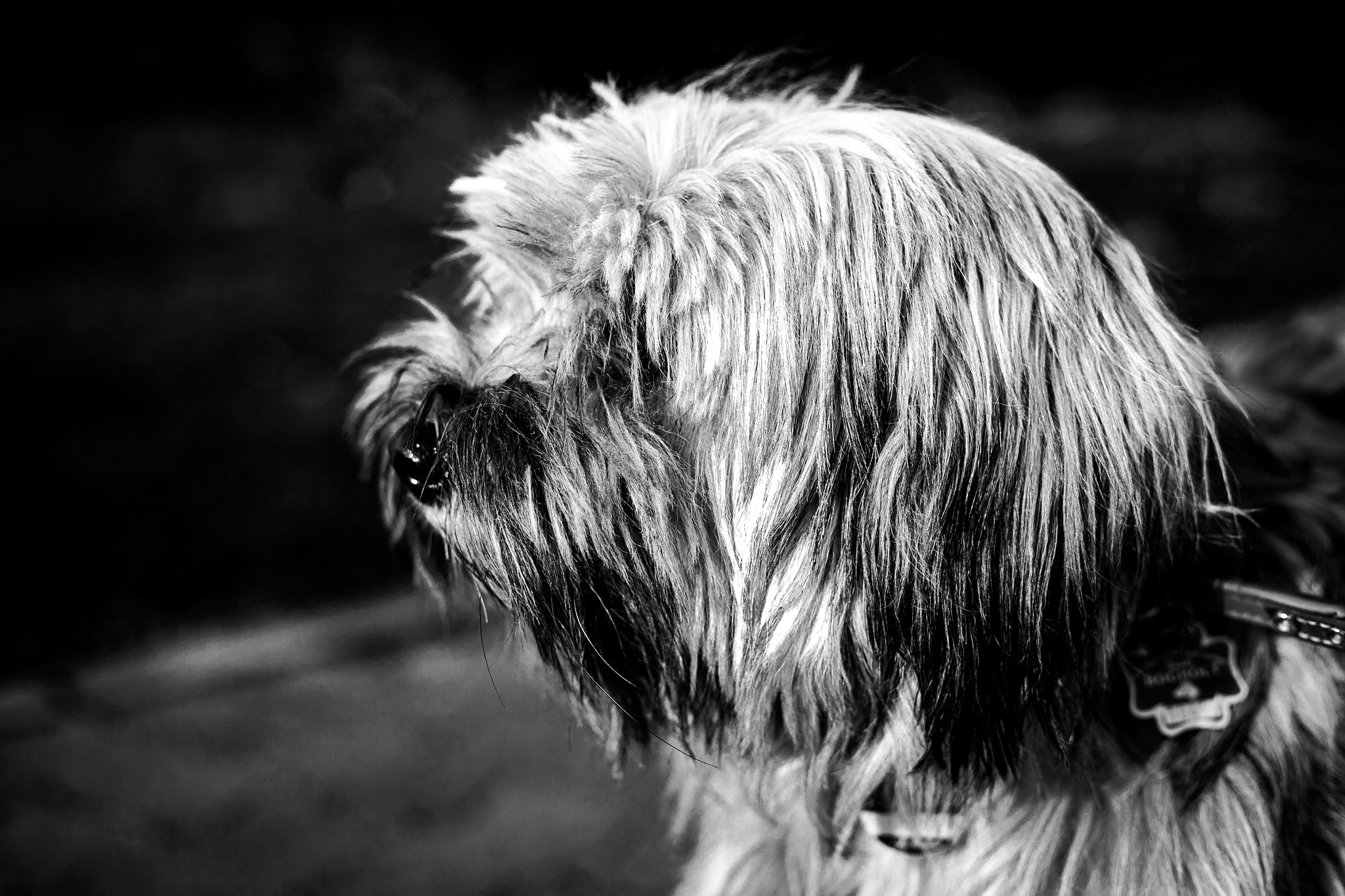 Canon EOS 5D + Canon EF 50mm F1.8 STM sample photo. Dog portrait photography