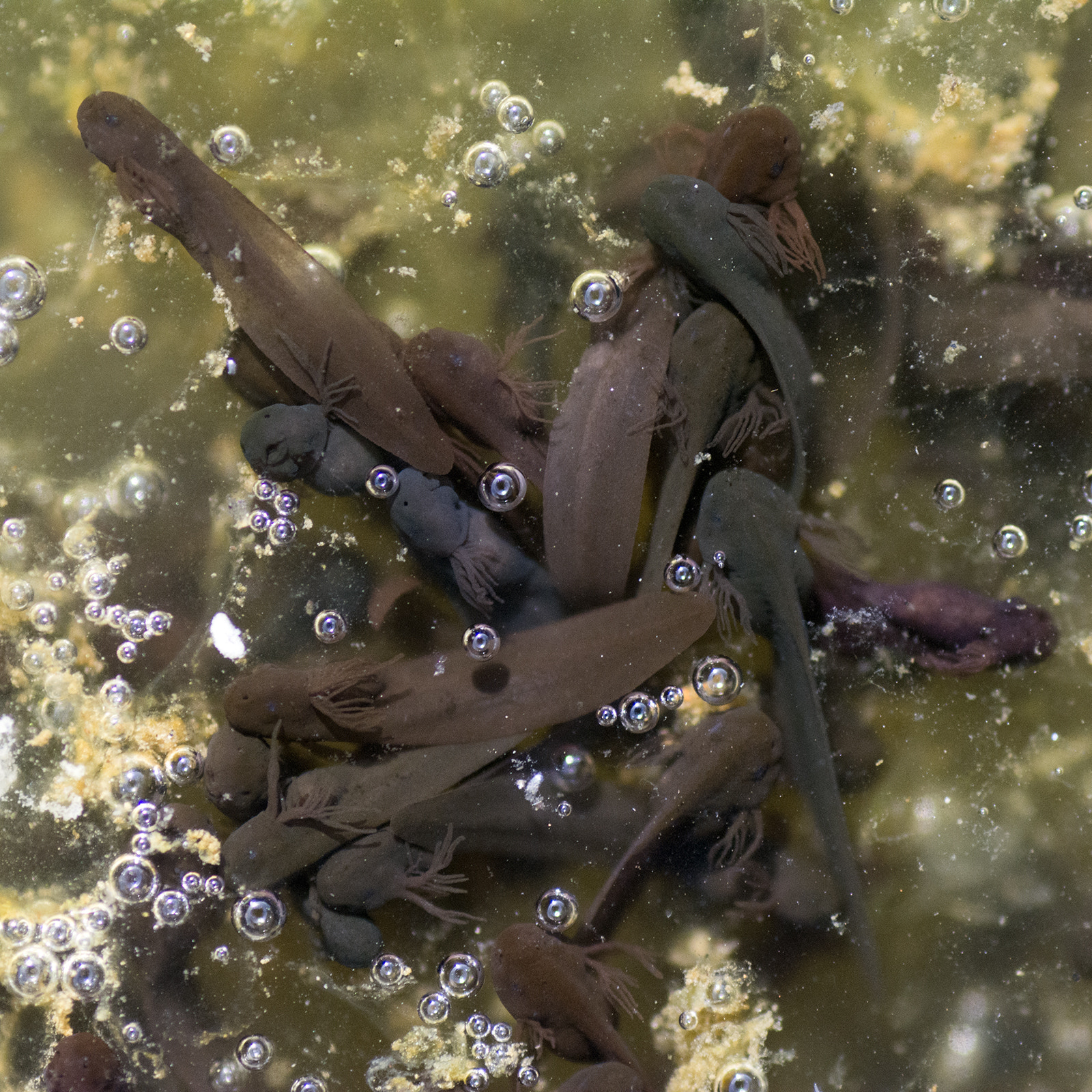 Nikon D7100 sample photo. Newly hatched tadpoles photography