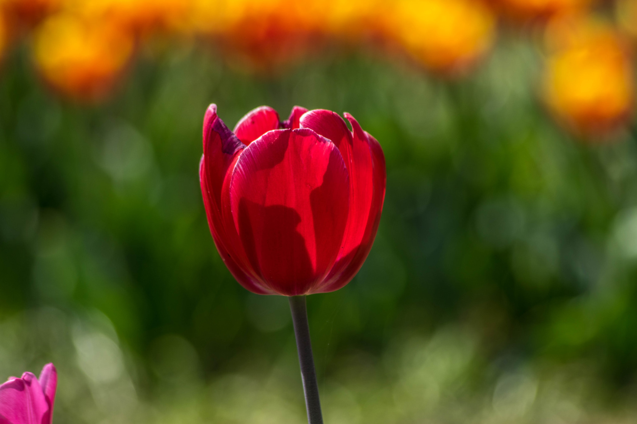 Pentax K-3 sample photo. Tulip photography