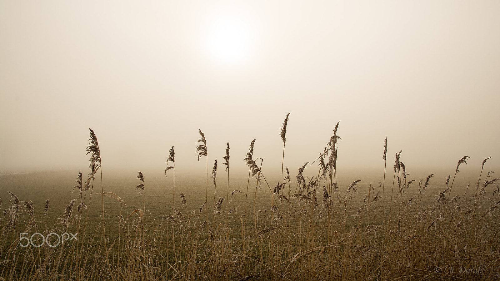 Nikon D7100 sample photo. Foggy morning photography