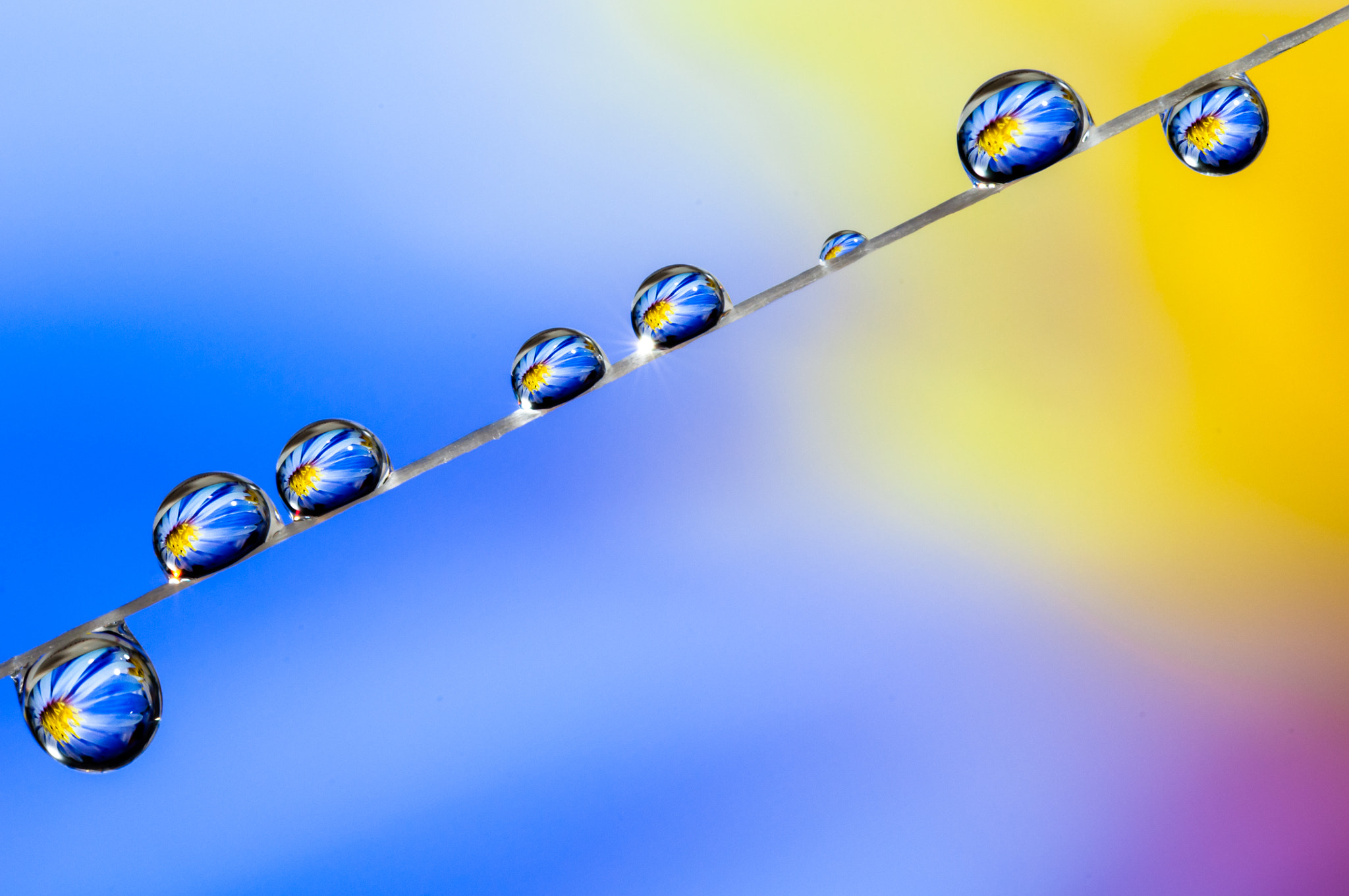 Sigma 105mm F2.8 EX DG OS HSM sample photo. Drops & flowers macro nikon d300s photography