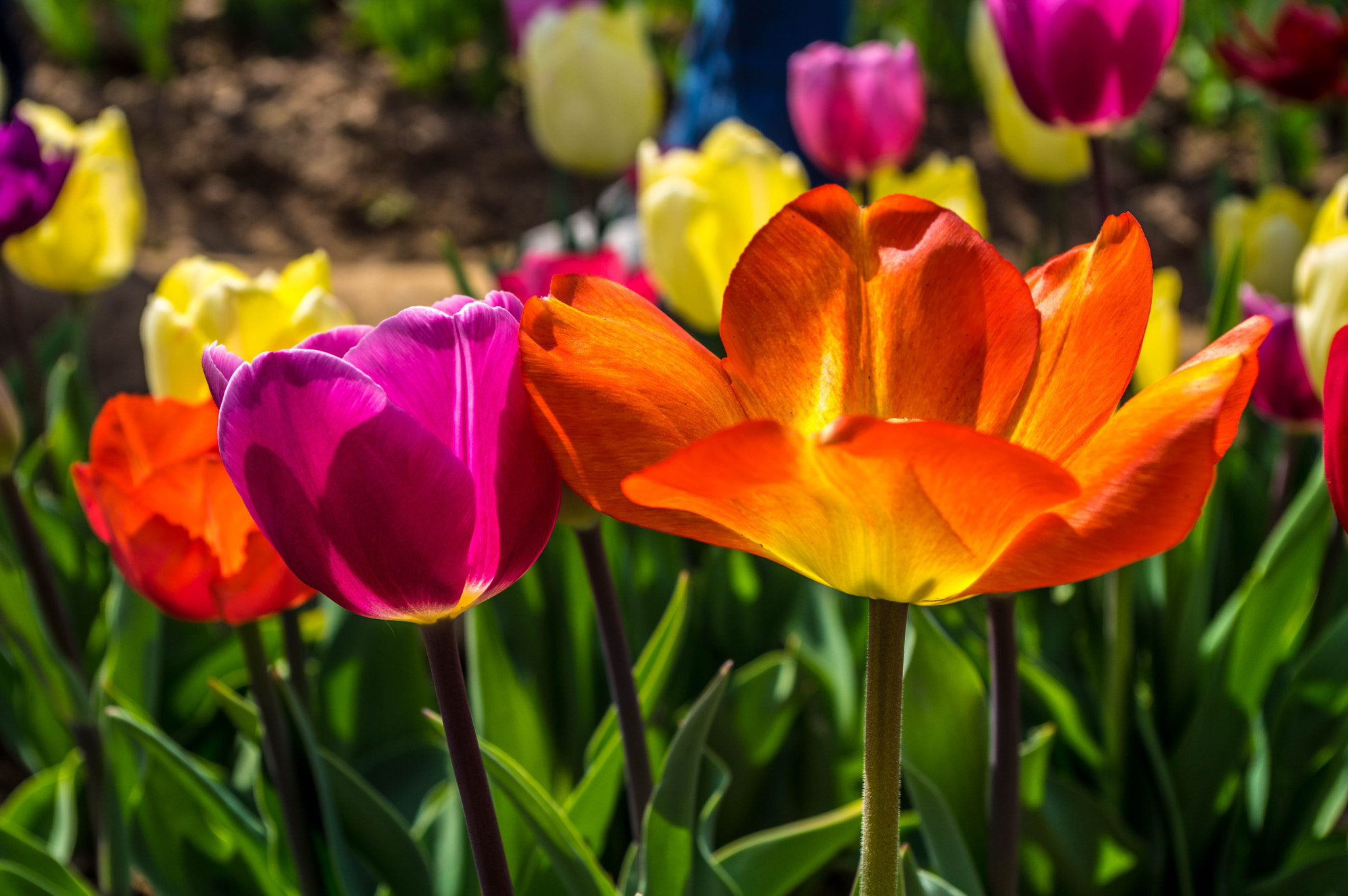 Pentax K-3 sample photo. Tulip photography