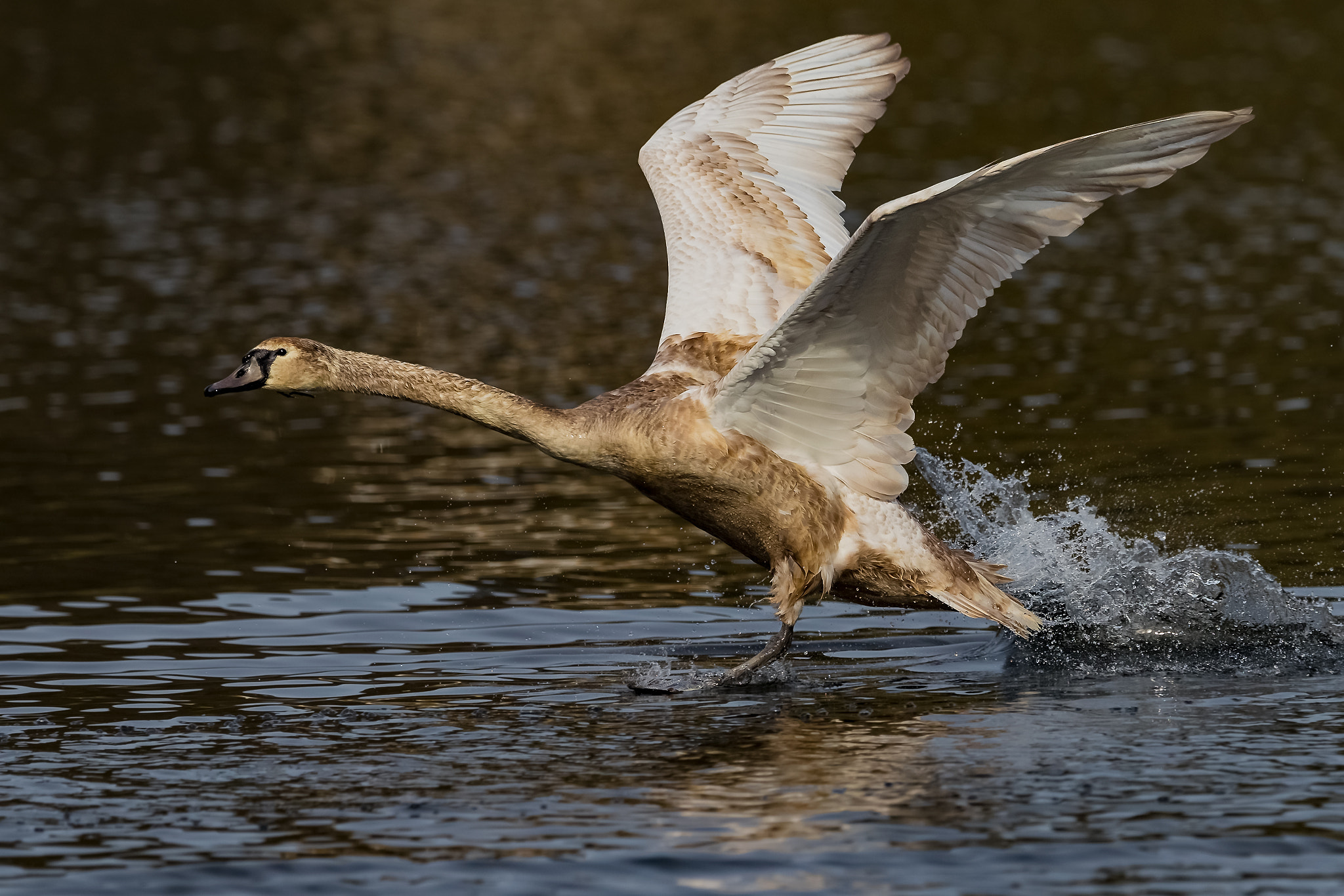 Canon EOS-1D X Mark II + Canon EF 400mm F2.8L IS II USM sample photo. Young swan photography