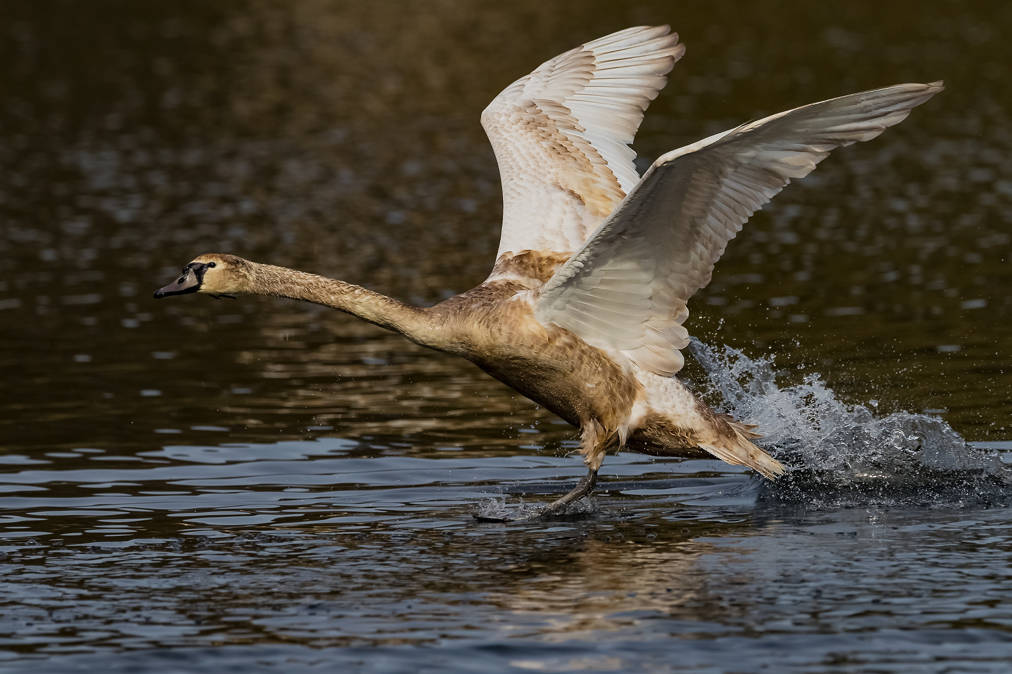 Canon EF 400mm F2.8L IS II USM sample photo. Young swan photography