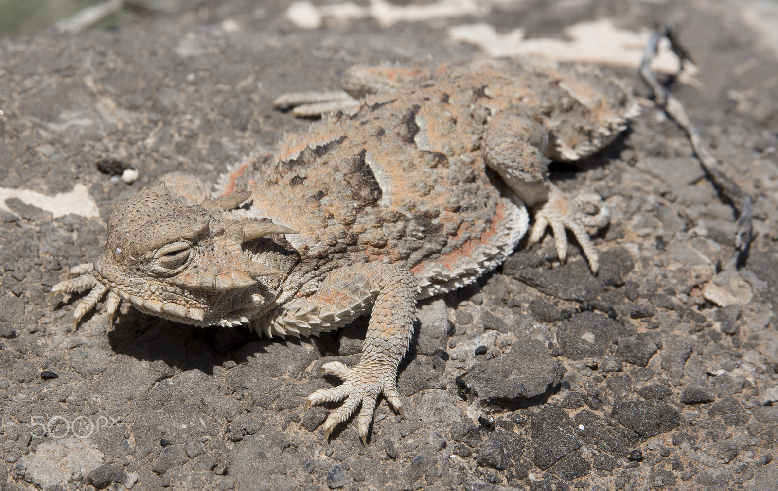 AF Zoom-Nikkor 28-105mm f/3.5-4.5D IF sample photo. Horned lizard photography
