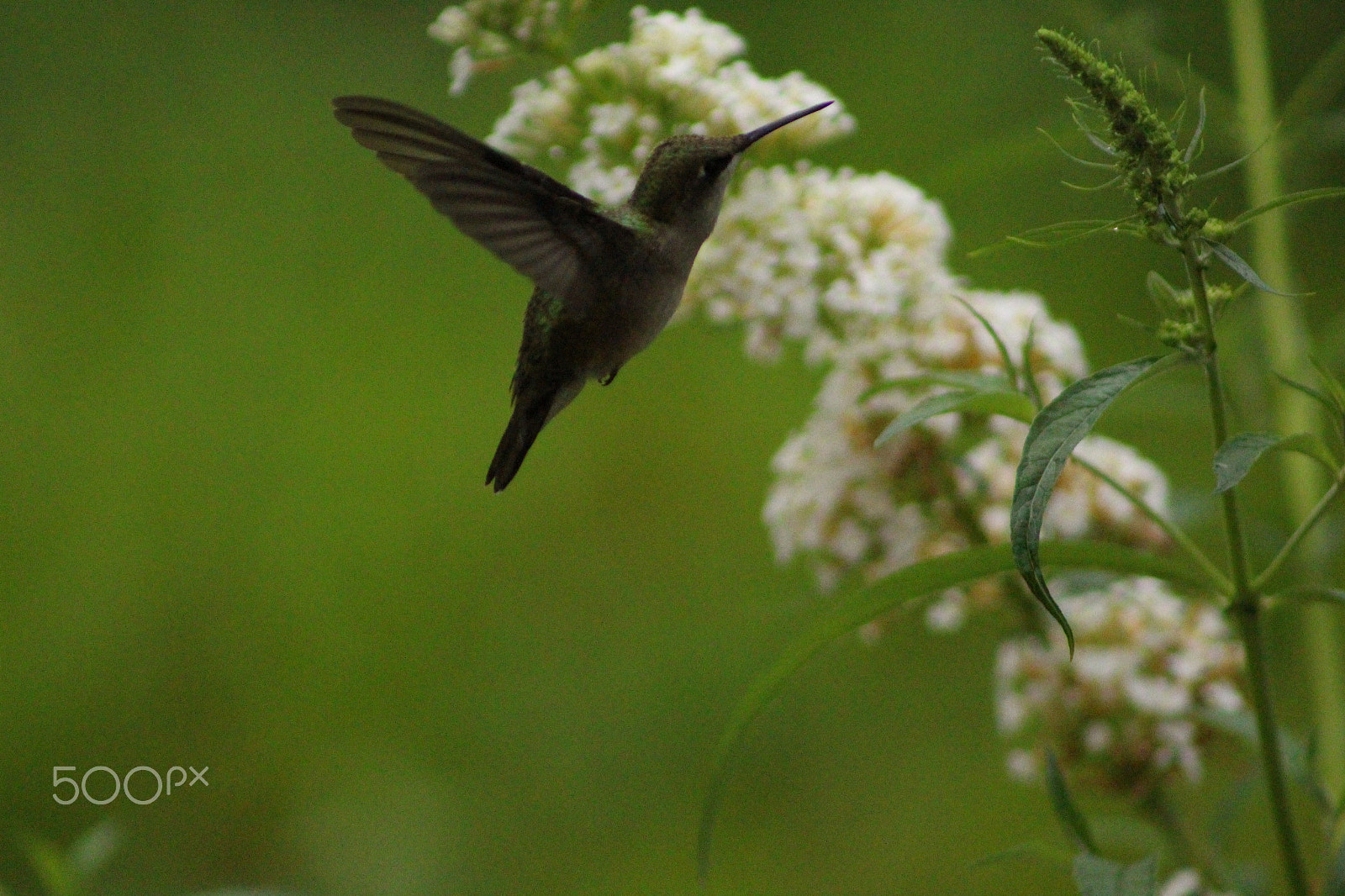 Canon EOS 700D (EOS Rebel T5i / EOS Kiss X7i) + EF75-300mm f/4-5.6 sample photo. Img photography