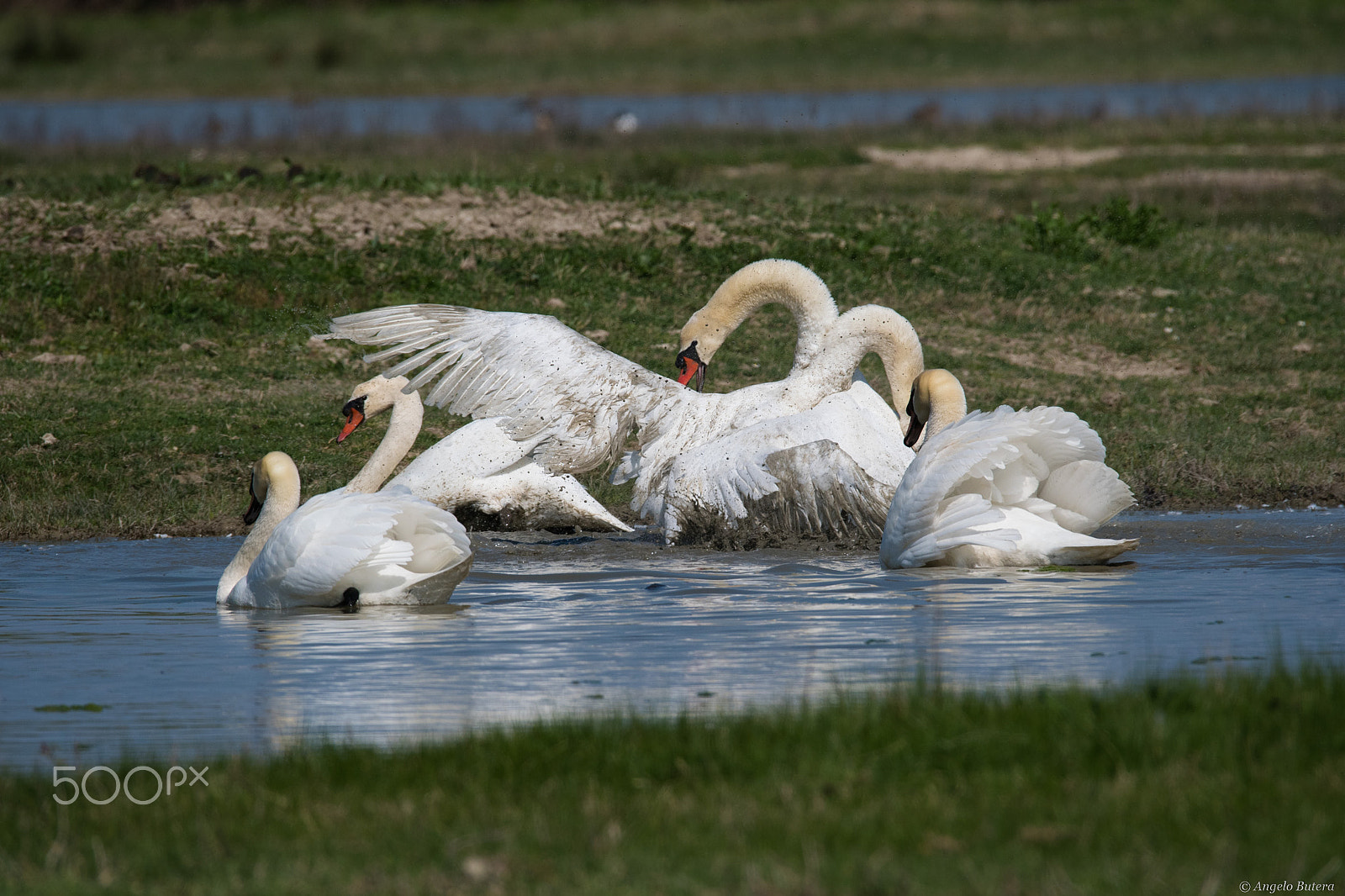 Nikon D500 + Sigma 150-600mm F5-6.3 DG OS HSM | S sample photo. Lotta per il territorio photography