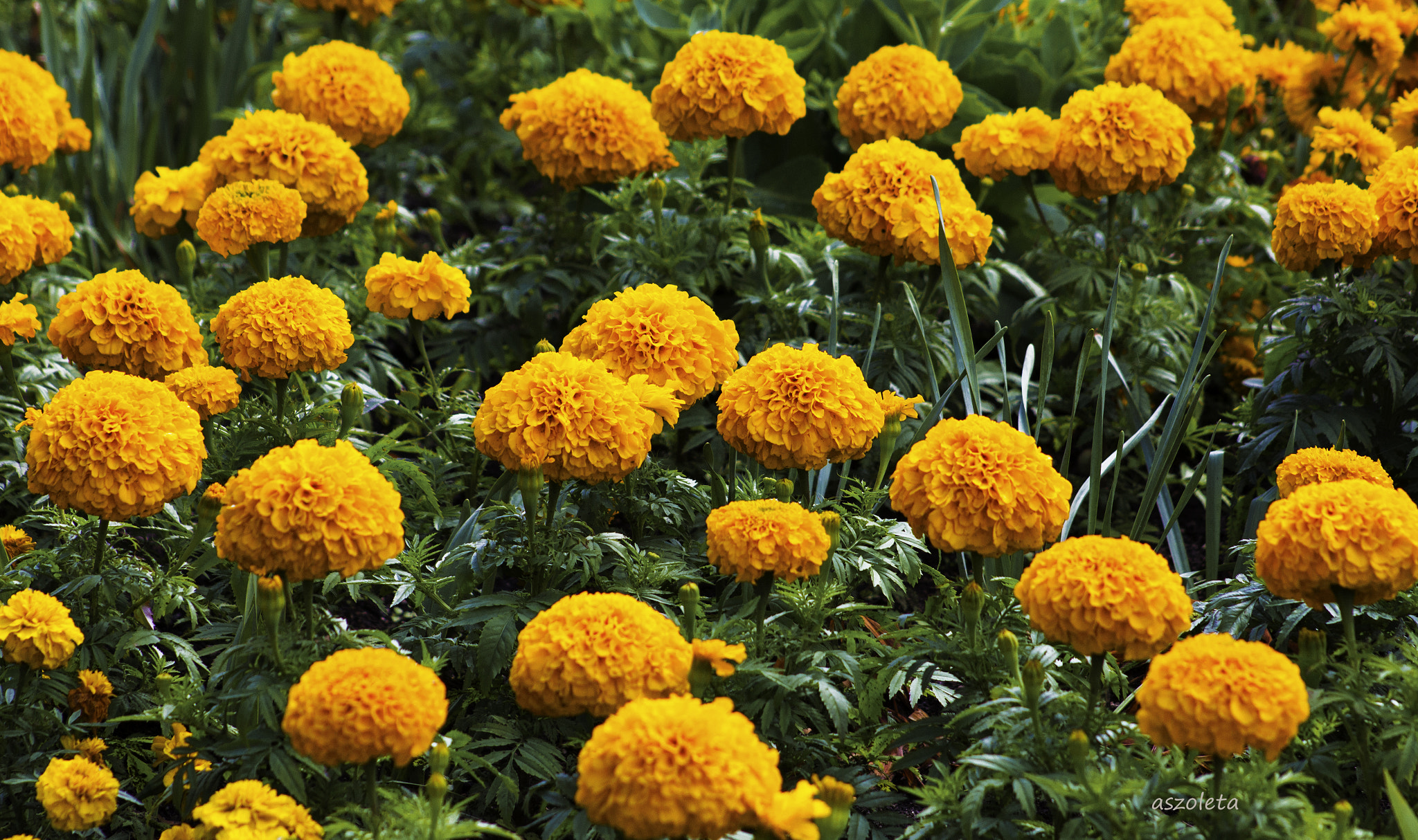 Canon EF 75-300mm f/4-5.6 USM sample photo. Twenty. photography