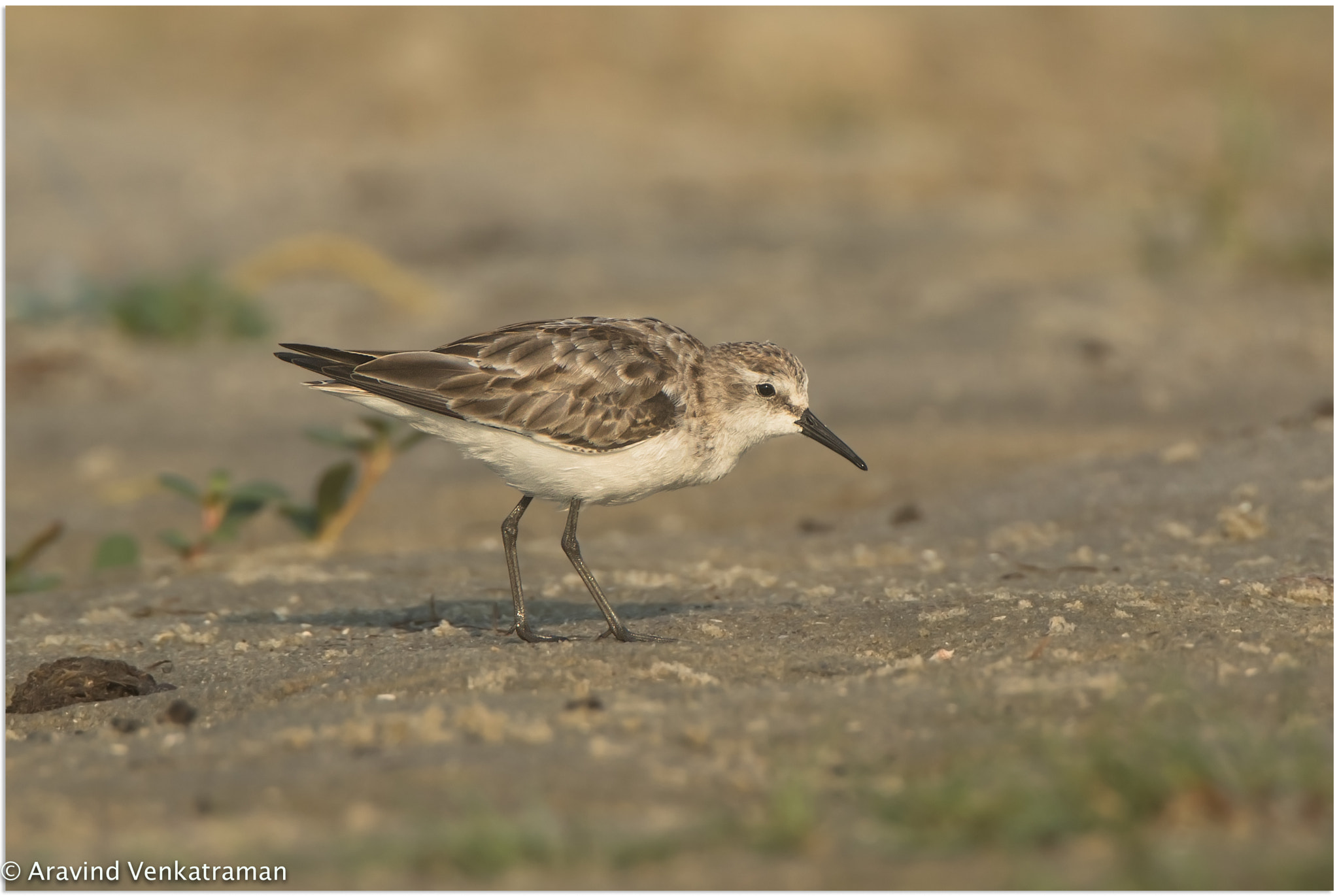 Canon EF 500mm F4L IS USM sample photo. Little stint photography