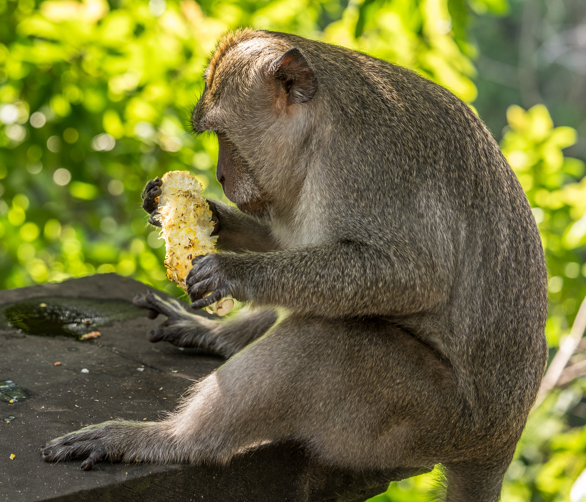 Sony a7 + Sony FE 90mm F2.8 Macro G OSS sample photo. Lunch photography