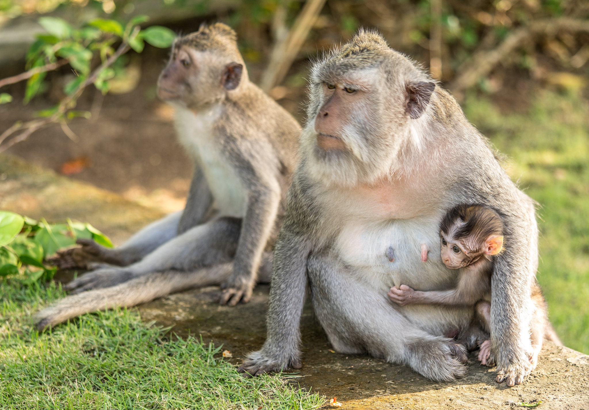 Sony a7 + Sony FE 90mm F2.8 Macro G OSS sample photo. Family photography