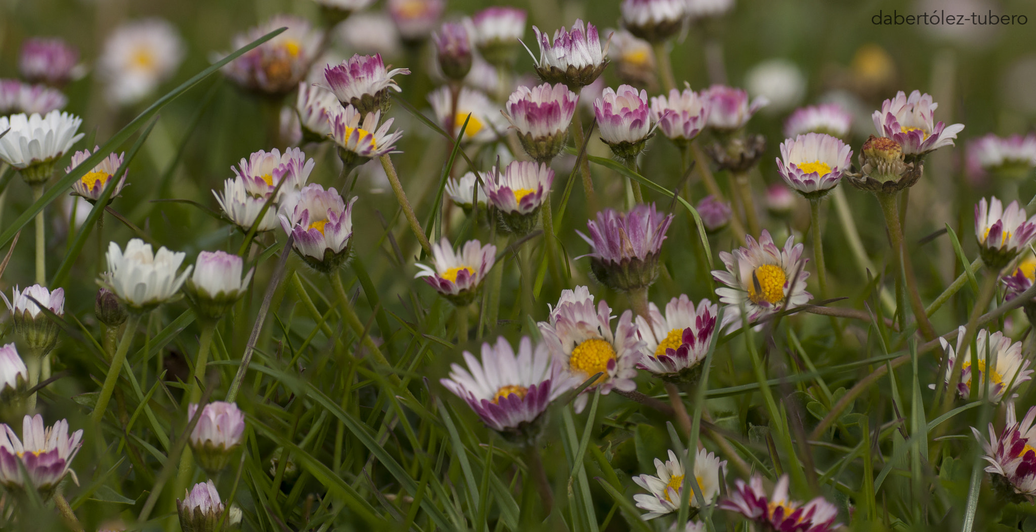 Nikon D90 sample photo. Margaritas de colores photography