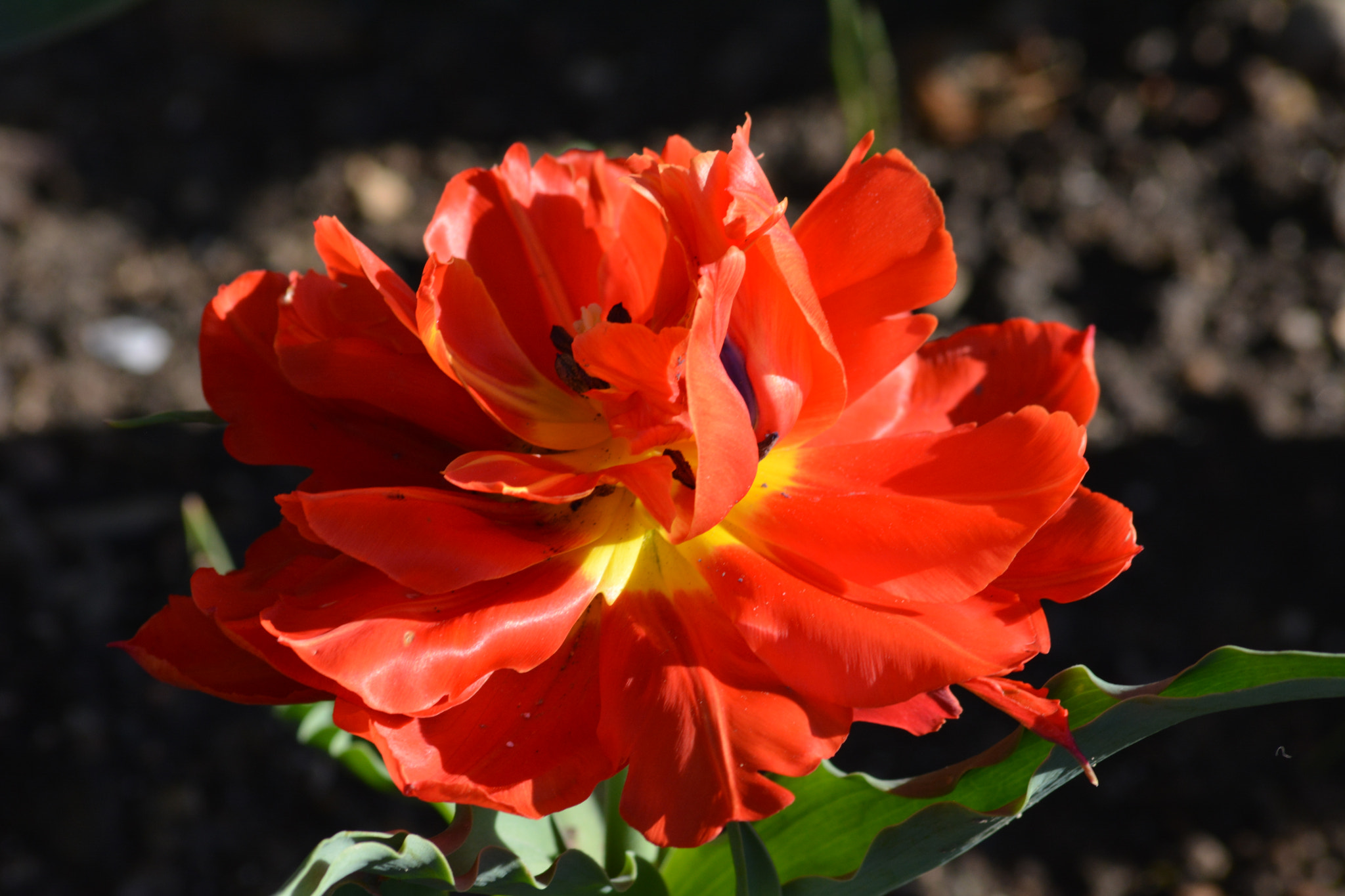 Sigma 70-300mm F4-5.6 APO DG Macro sample photo. Tulipano photography