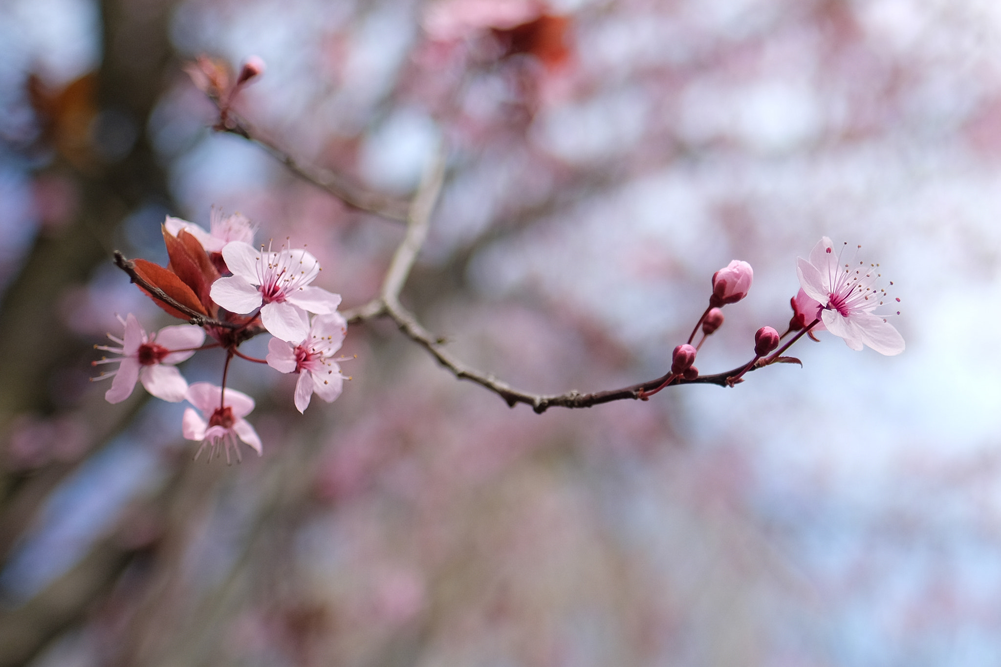 Fujifilm X-T10 + Fujifilm XF 16mm F1.4 R WR sample photo. Spring photography