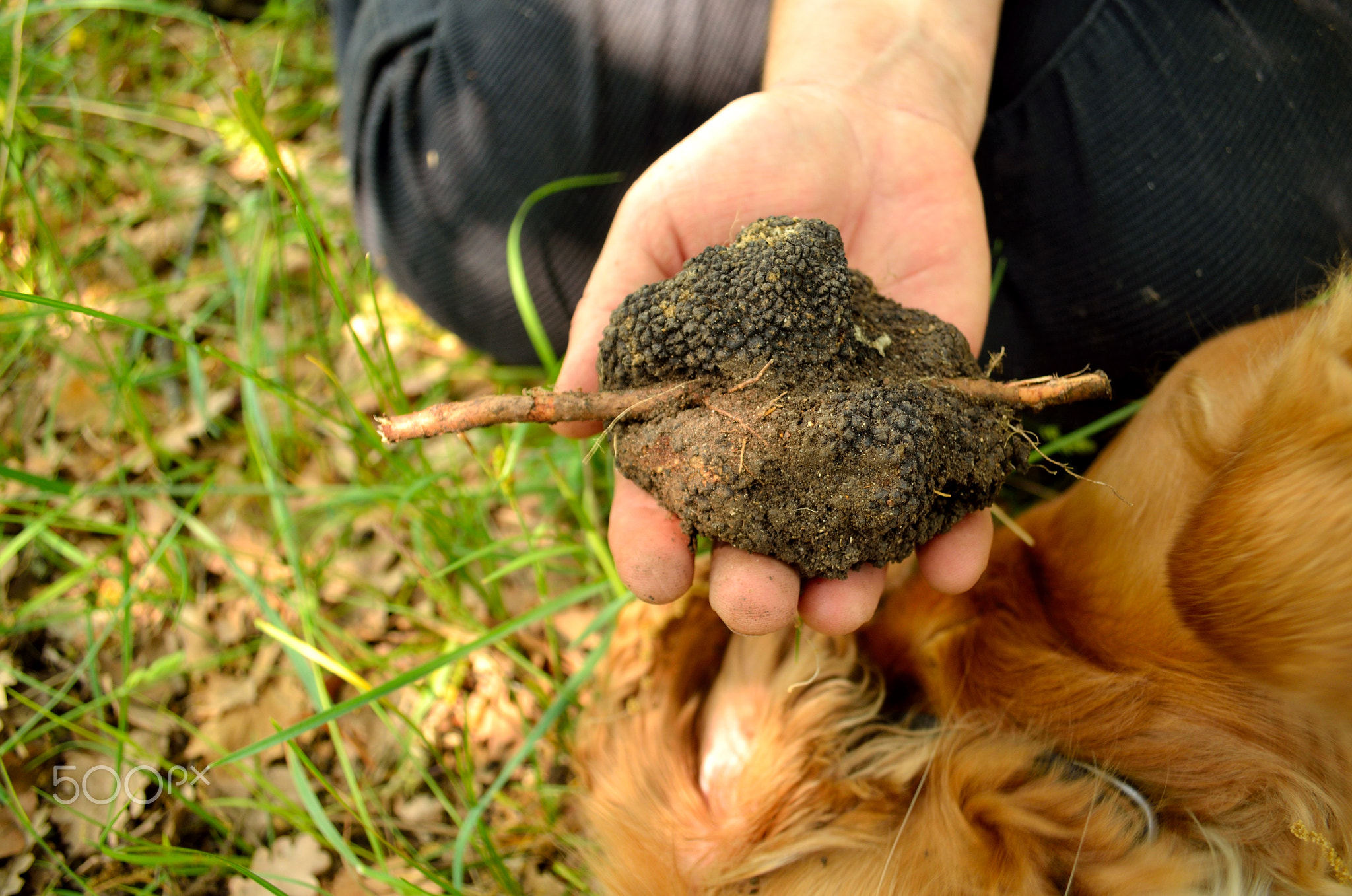 black truffles, tuber aestivum,черные трюфели