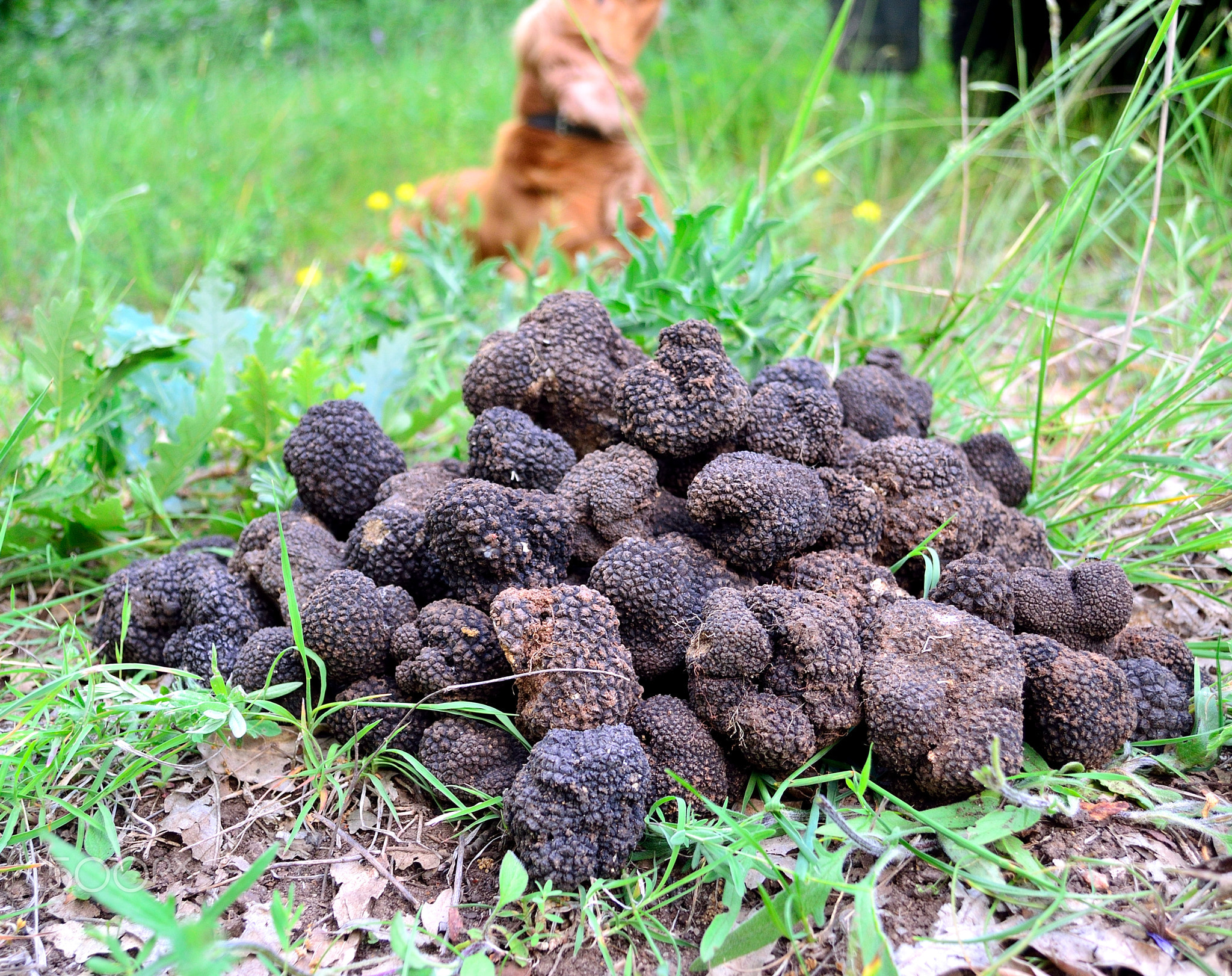 black truffles, tuber aestivum,черные трюфели