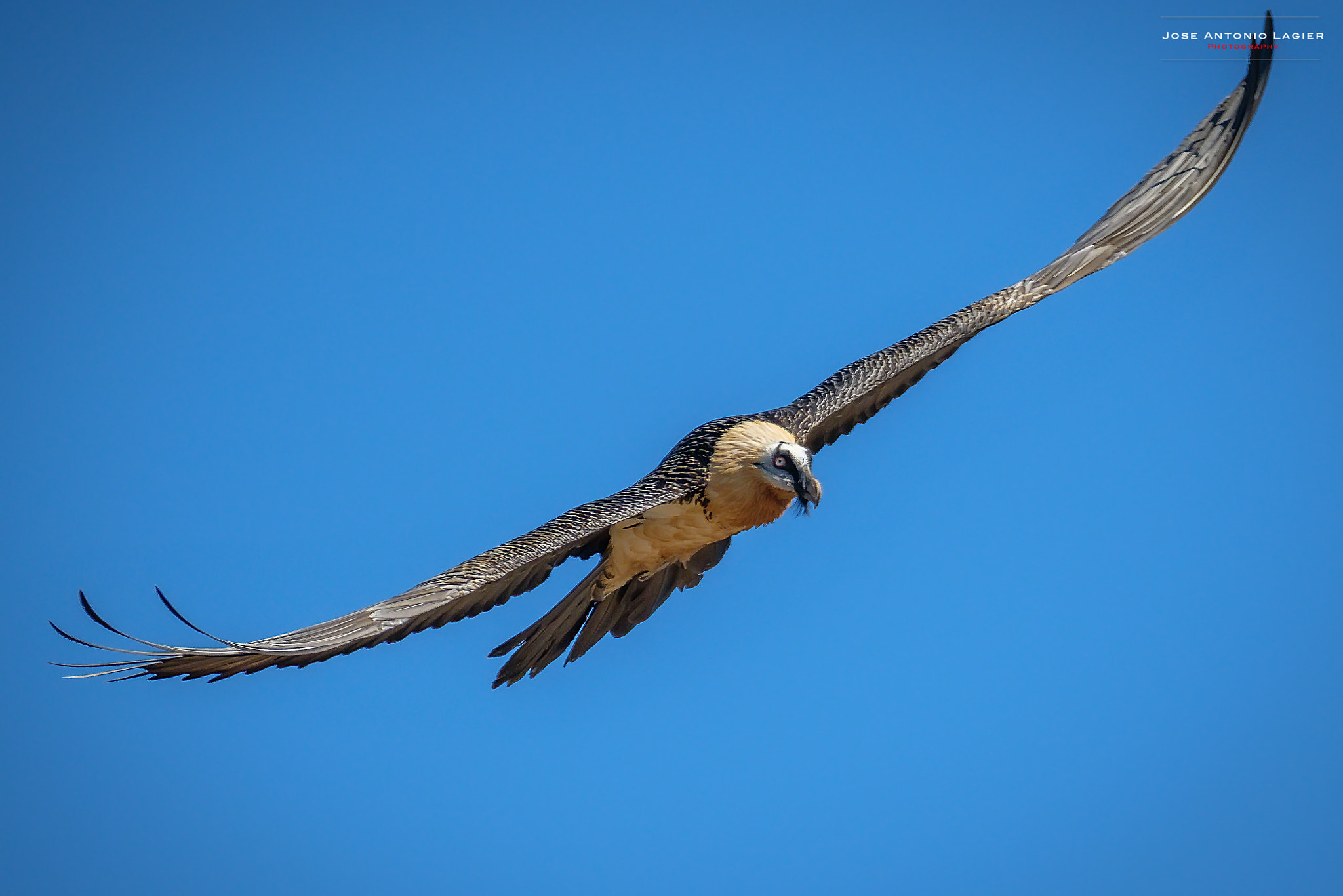 Fujifilm X-T2 + Fujifilm XF 100-400mm F4.5-5.6 R LM OIS WR sample photo. El vuelo del quebrantahueso photography