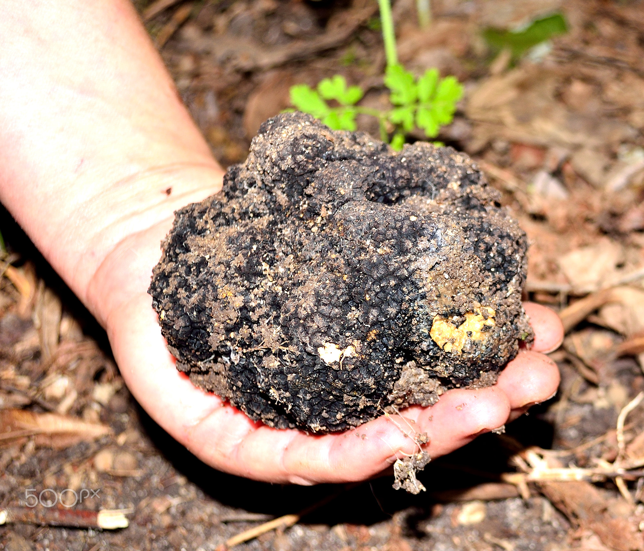 black truffles, tuber aestivum,черные трюфели