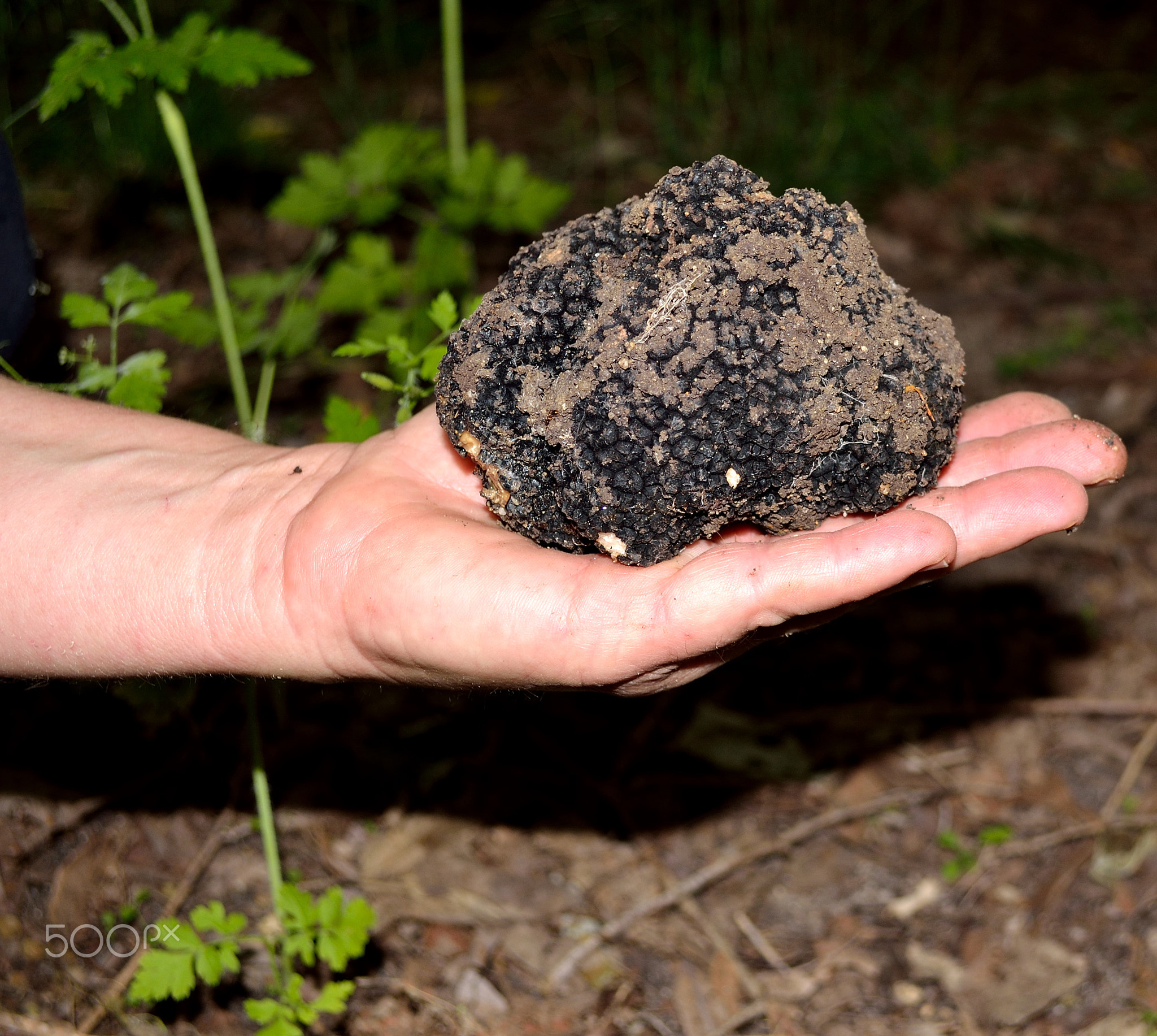 black truffles, tuber aestivum,черные трюфели
