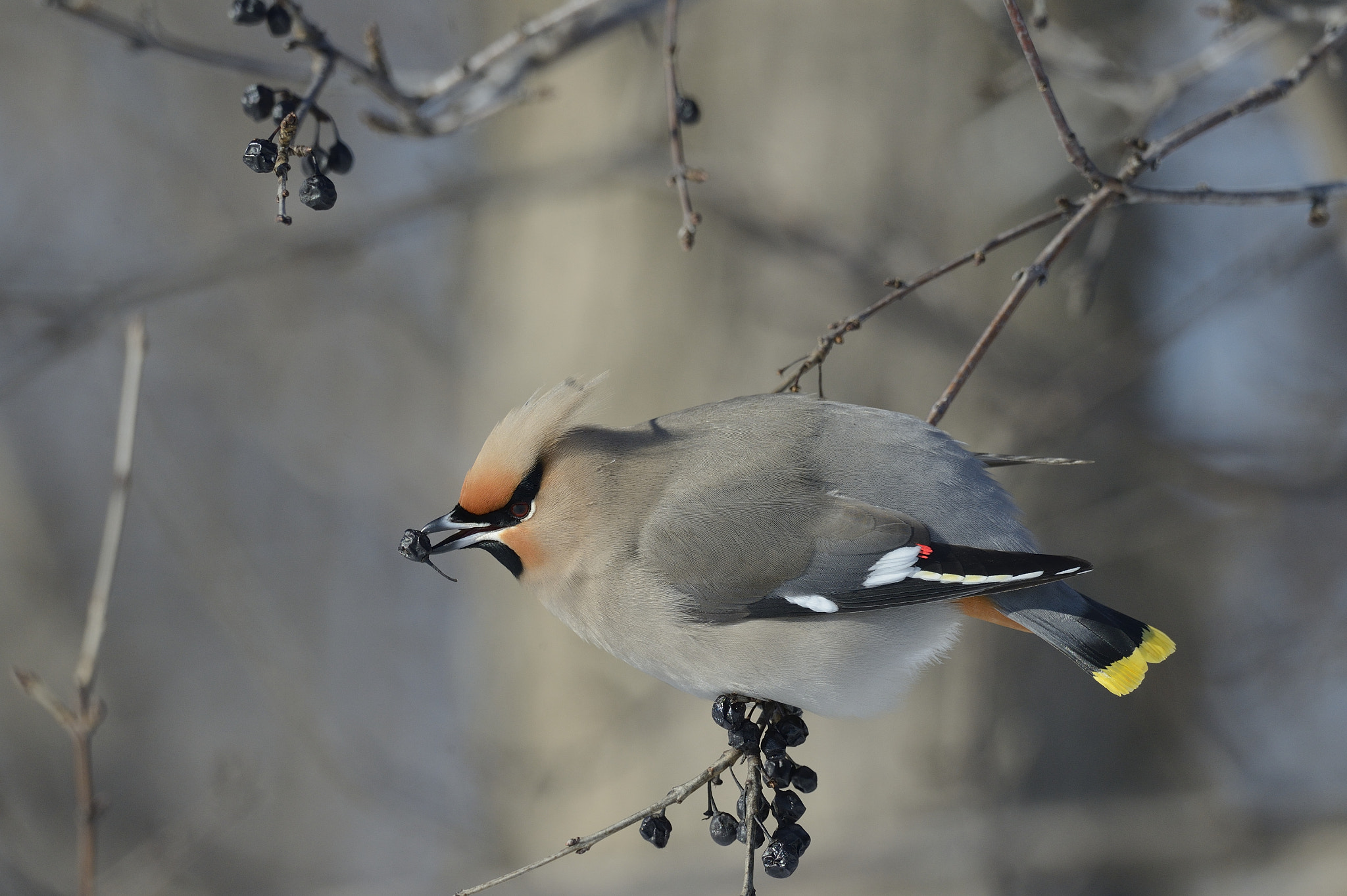 Nikon D4 + Nikon AF-S Nikkor 800mm F5.6E FL ED VR sample photo. Jaseur boréal /  bohemian waxwing photography