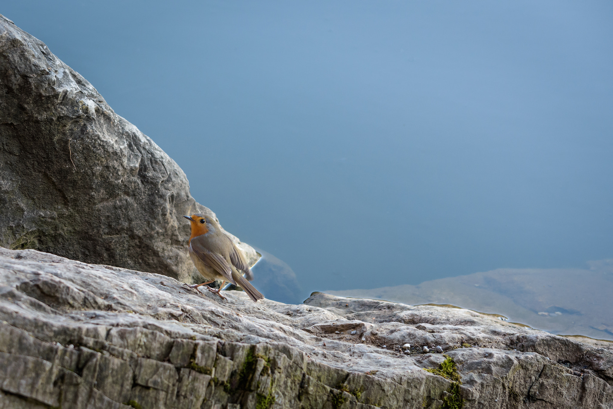 Nikon D7200 sample photo. Small bird photography