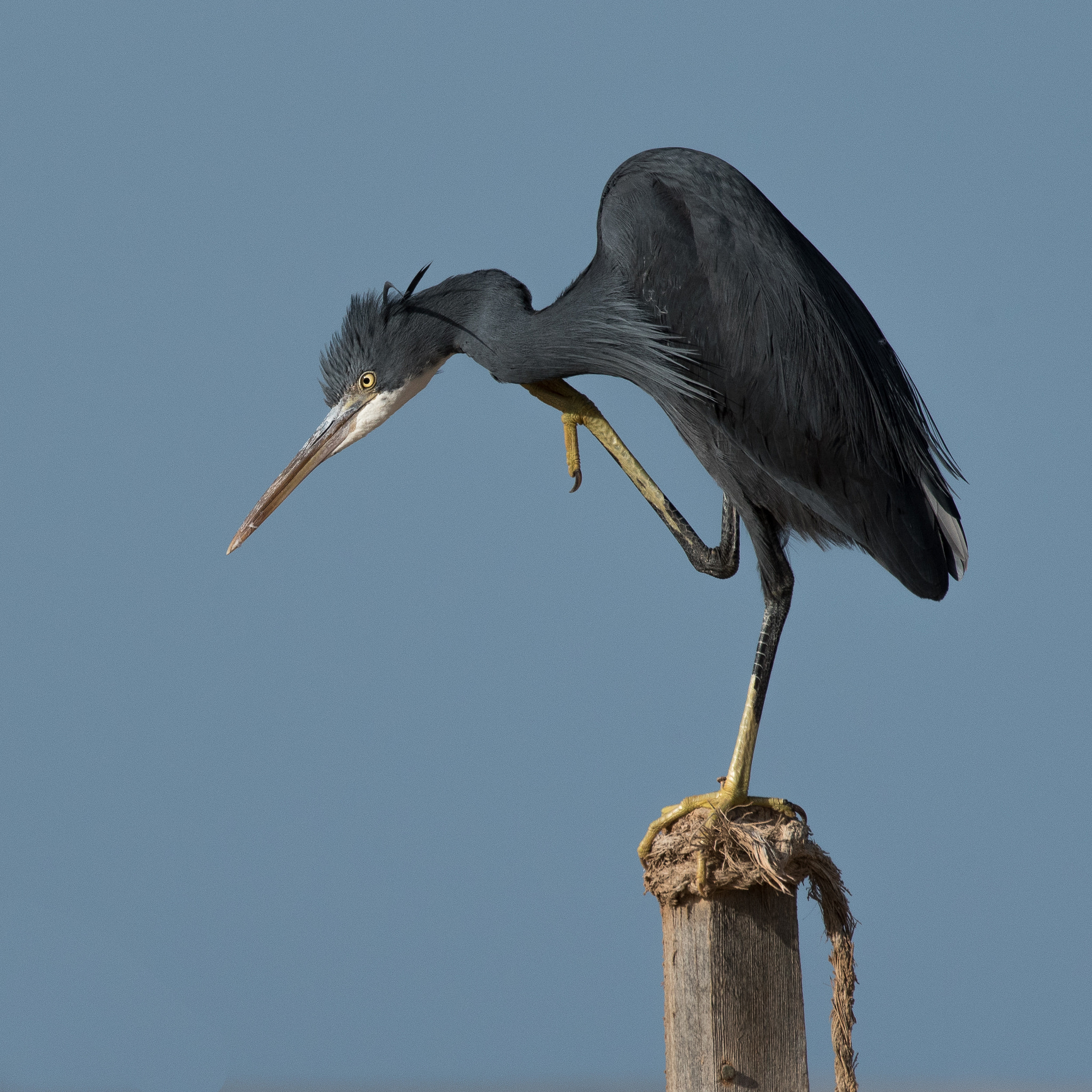 Nikon AF-S Nikkor 200-500mm F5.6E ED VR sample photo. Reef heron photography