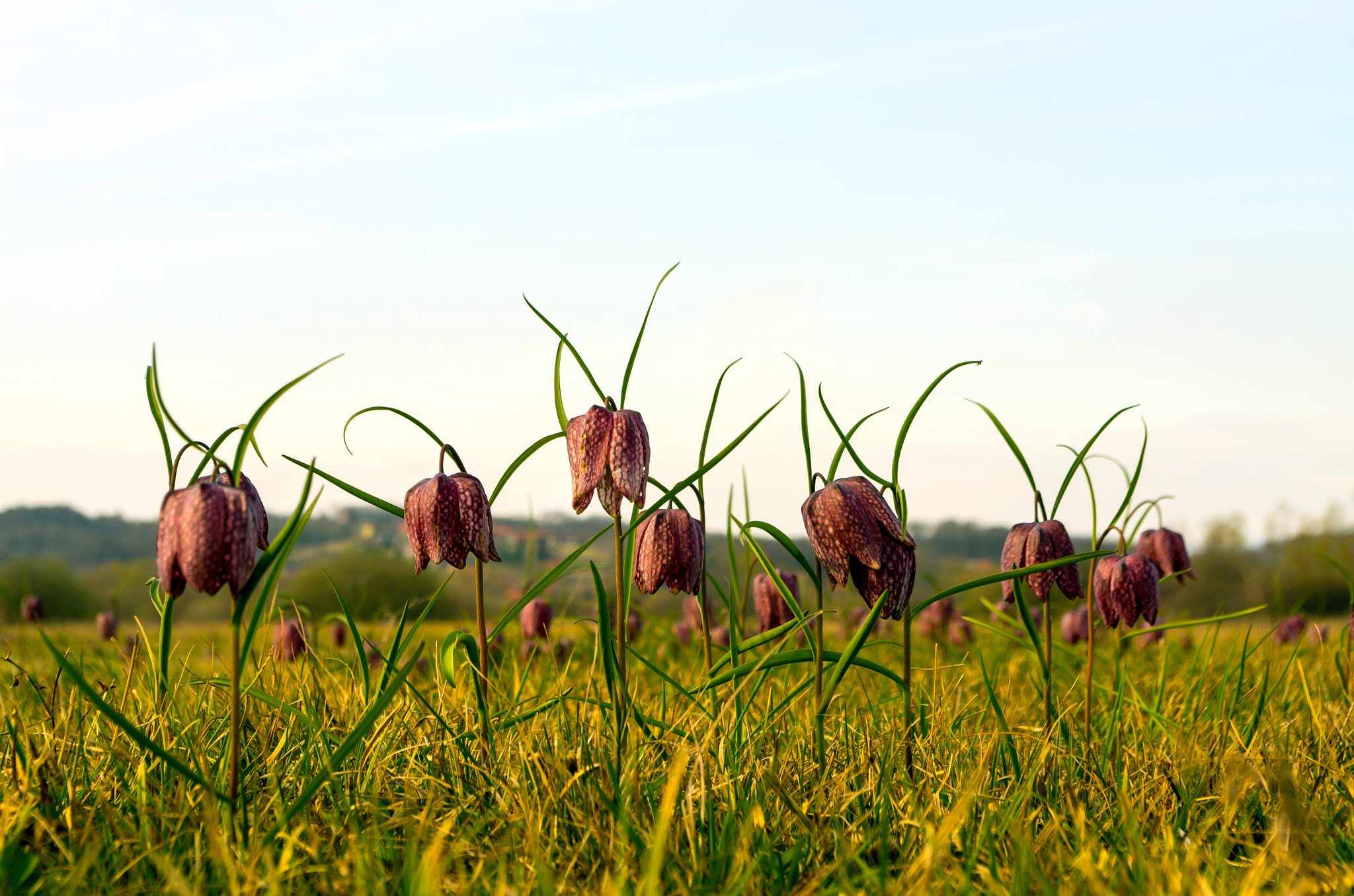 Pentax smc DA 18-55mm F3.5-5.6 AL WR sample photo. Filds of the fritillaria meleagris photography