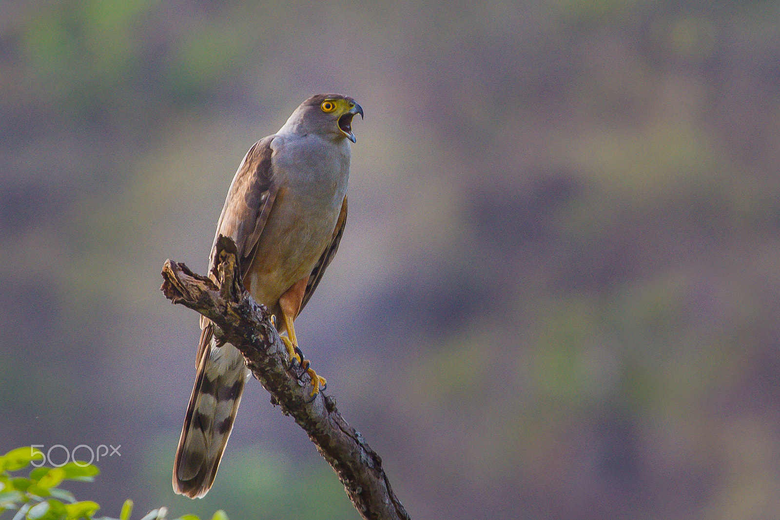 Canon EF 100-400mm F4.5-5.6L IS USM sample photo. Bicolored hawk photography