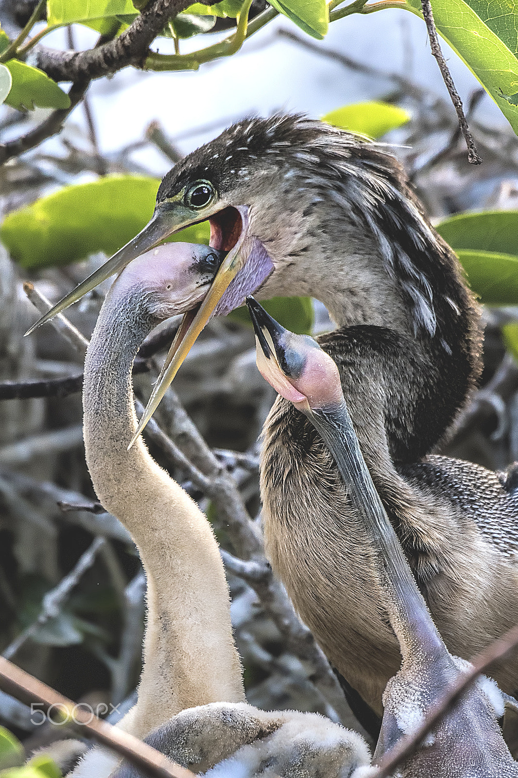 Nikon D810 sample photo. Feeding chicks photography