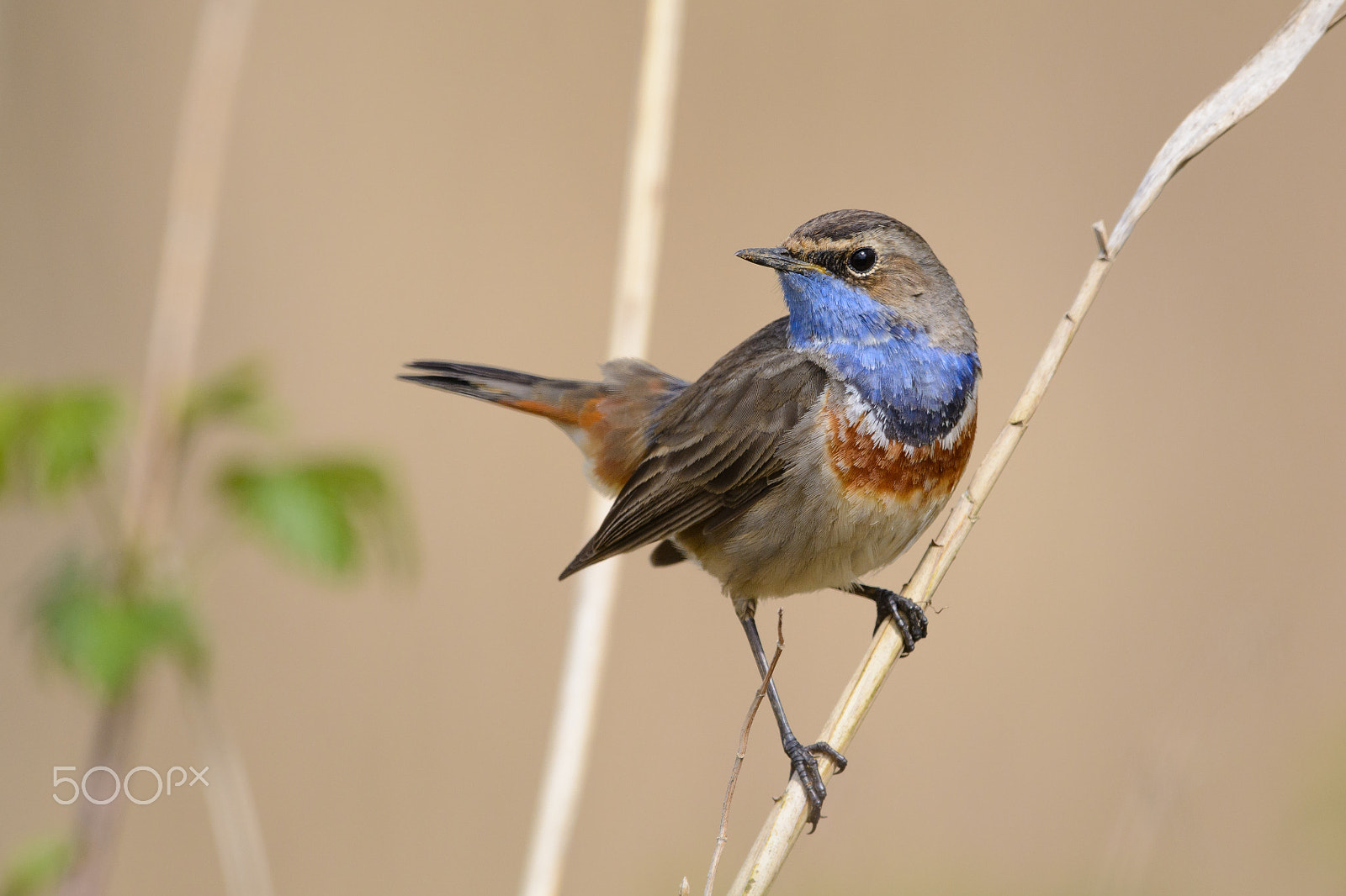 Nikon D7100 + Nikon AF-S Nikkor 500mm F4G ED VR sample photo. Bluethroat photography