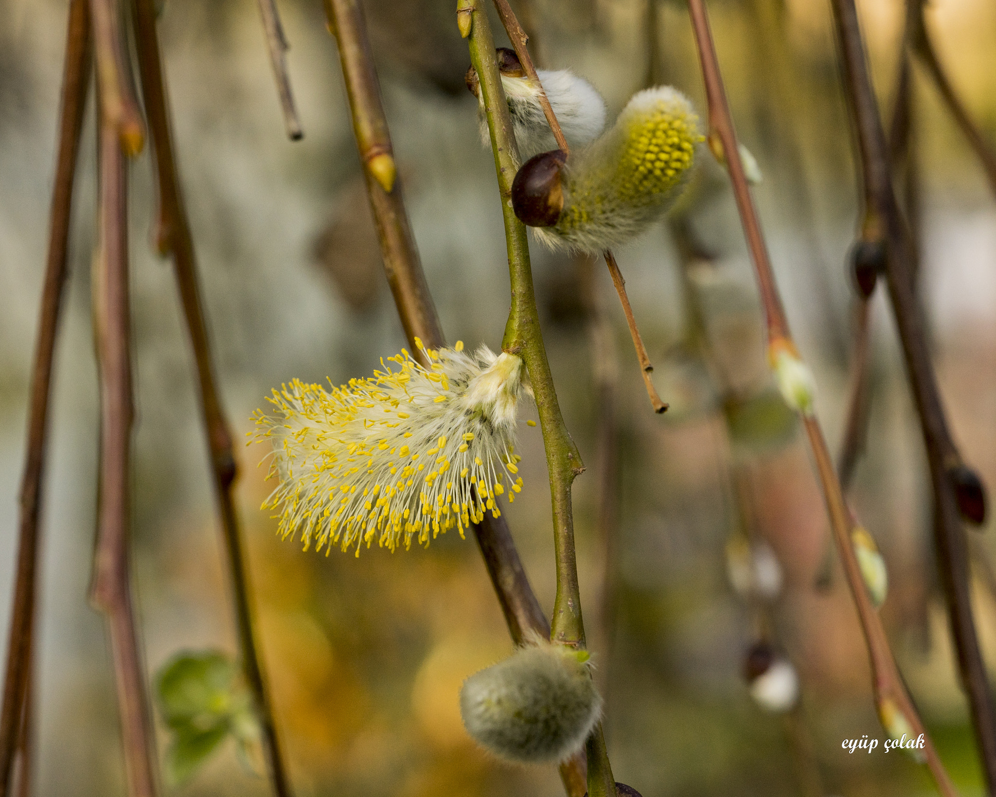 Sony a7 II + Sony FE 90mm F2.8 Macro G OSS sample photo. Dsc photography