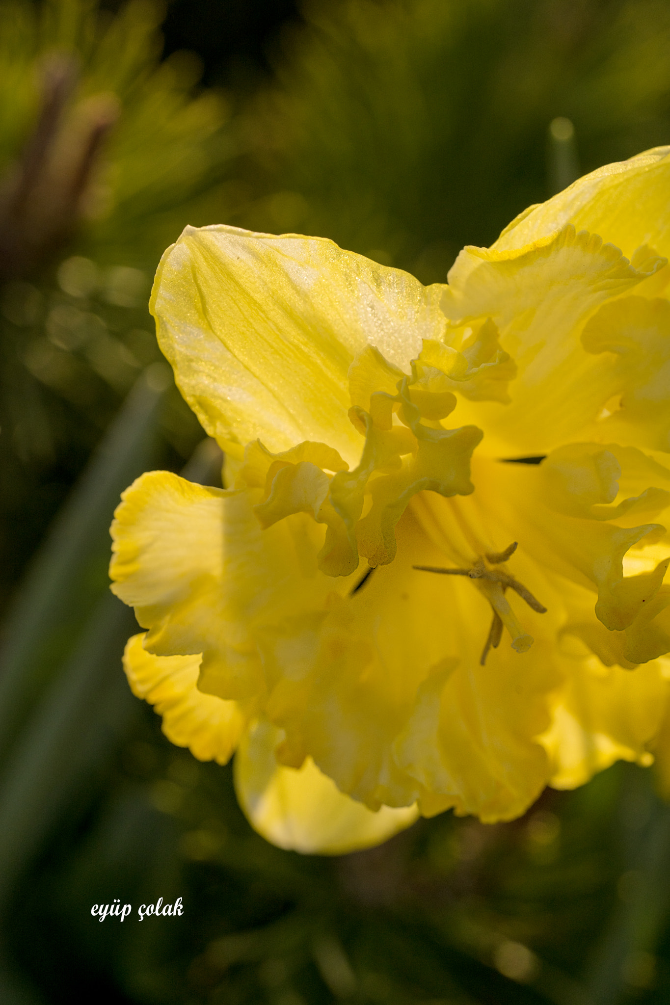 Sony a7 II + Sony FE 90mm F2.8 Macro G OSS sample photo. Dsc photography