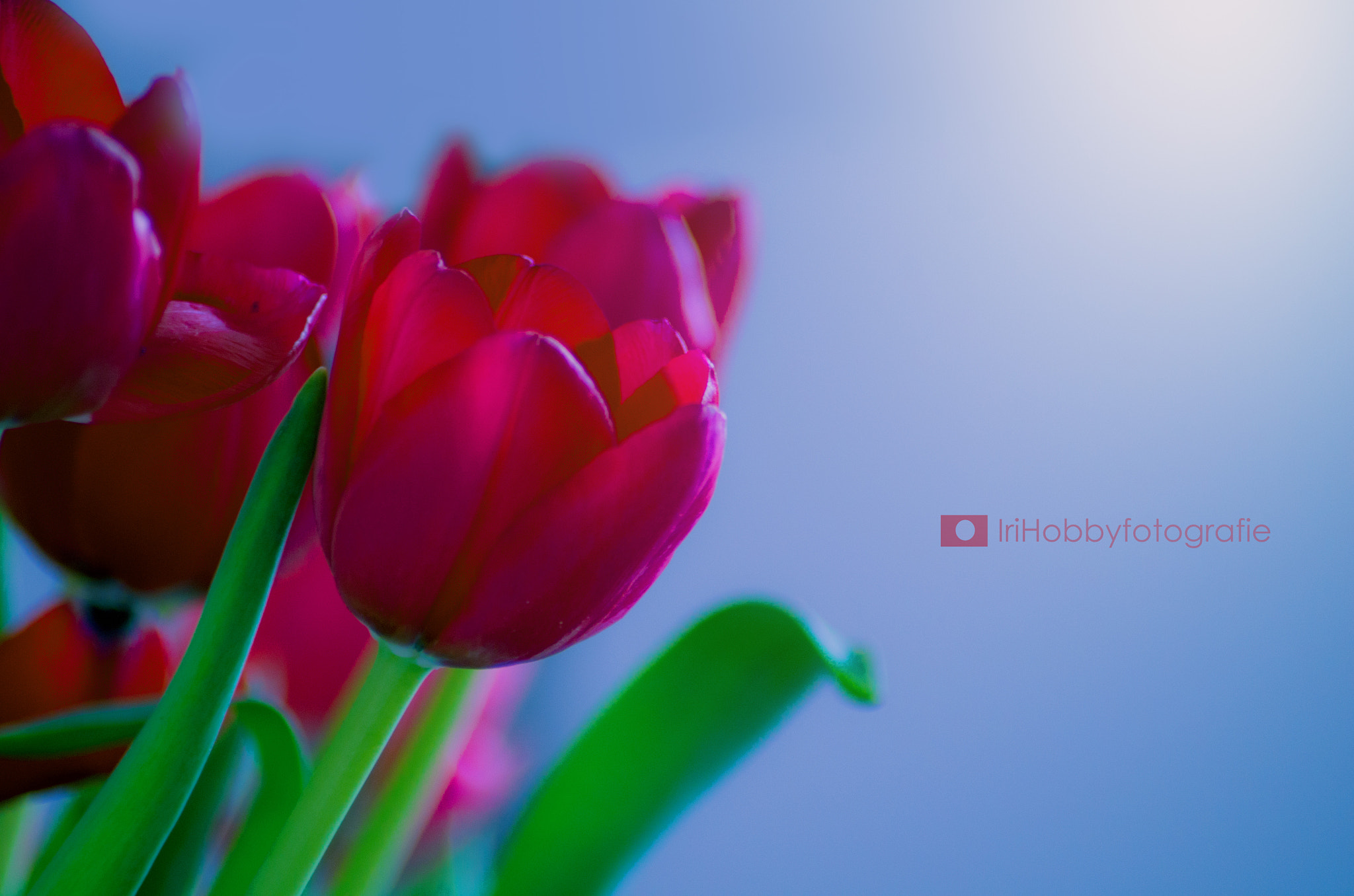 Tamron AF 70-300mm F4-5.6 LD Macro 1:2 sample photo. Red tulip photography