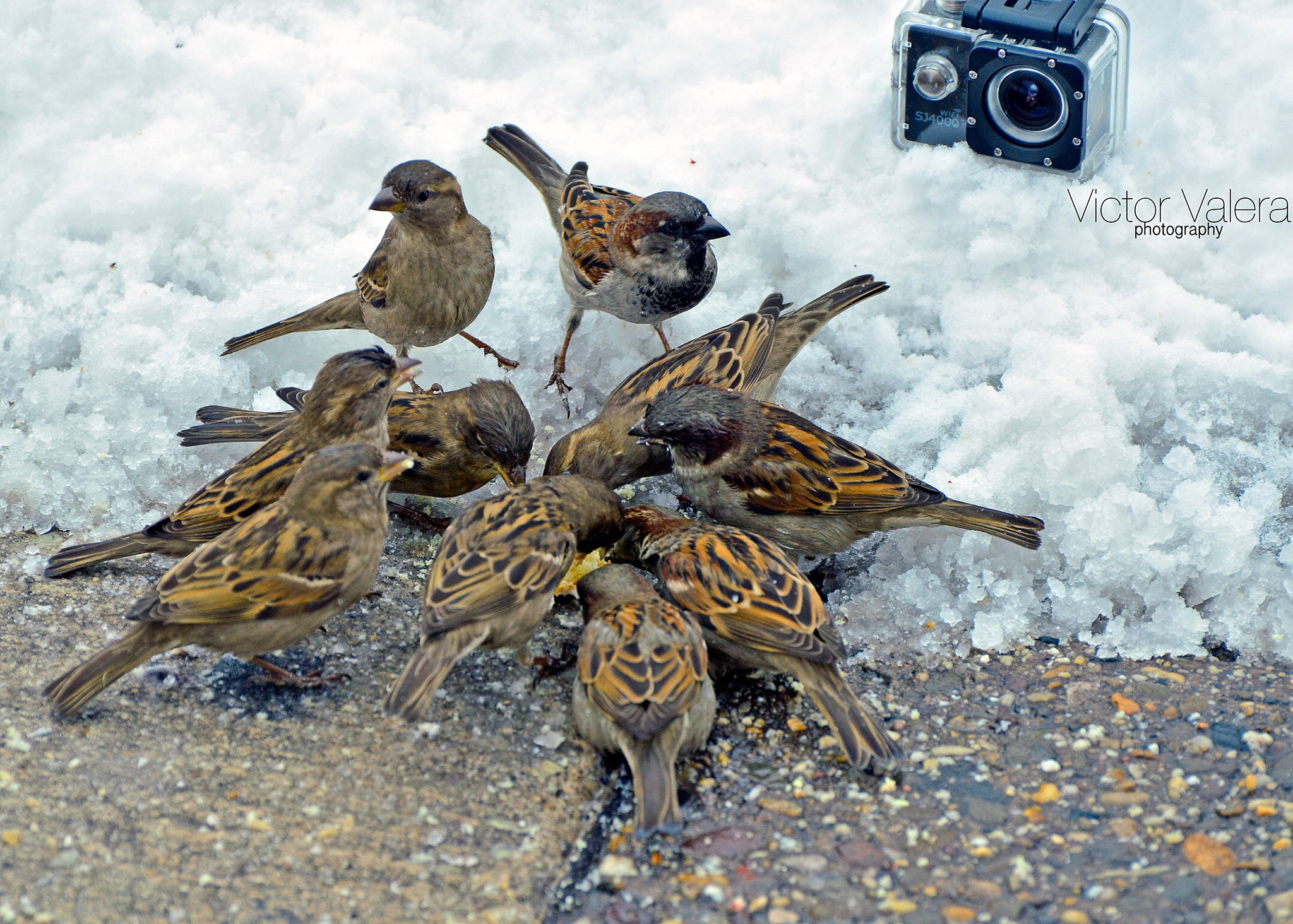 Nikon D3200 sample photo. Birds in the snow! photography