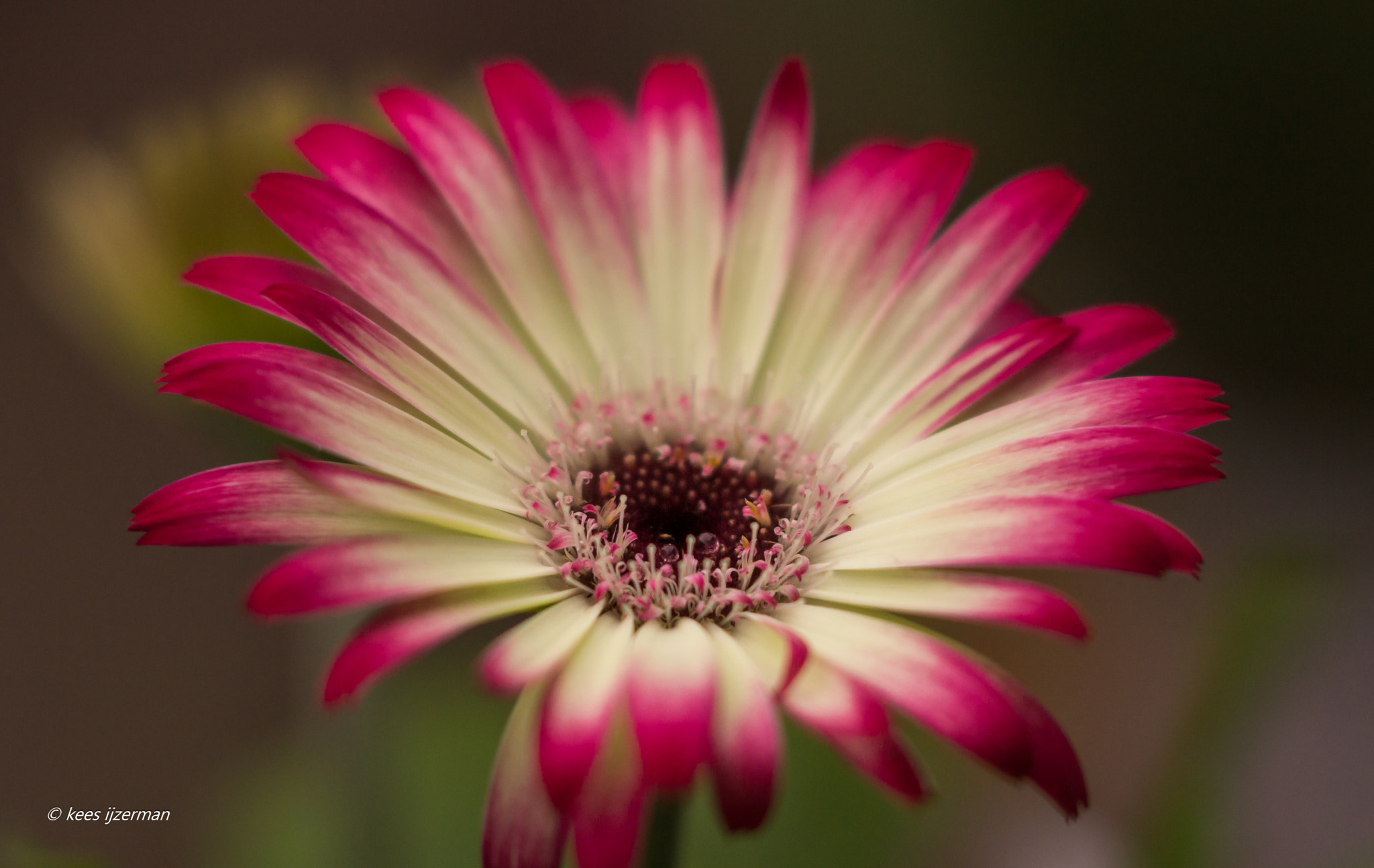 Sony Sonnar T* 135mm F1.8 ZA sample photo. Pink in spring. photography