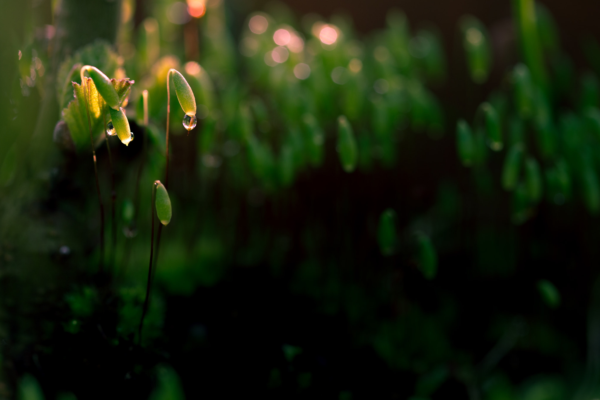 Canon EF 100mm F2.8 Macro USM sample photo. Moss in evening light photography
