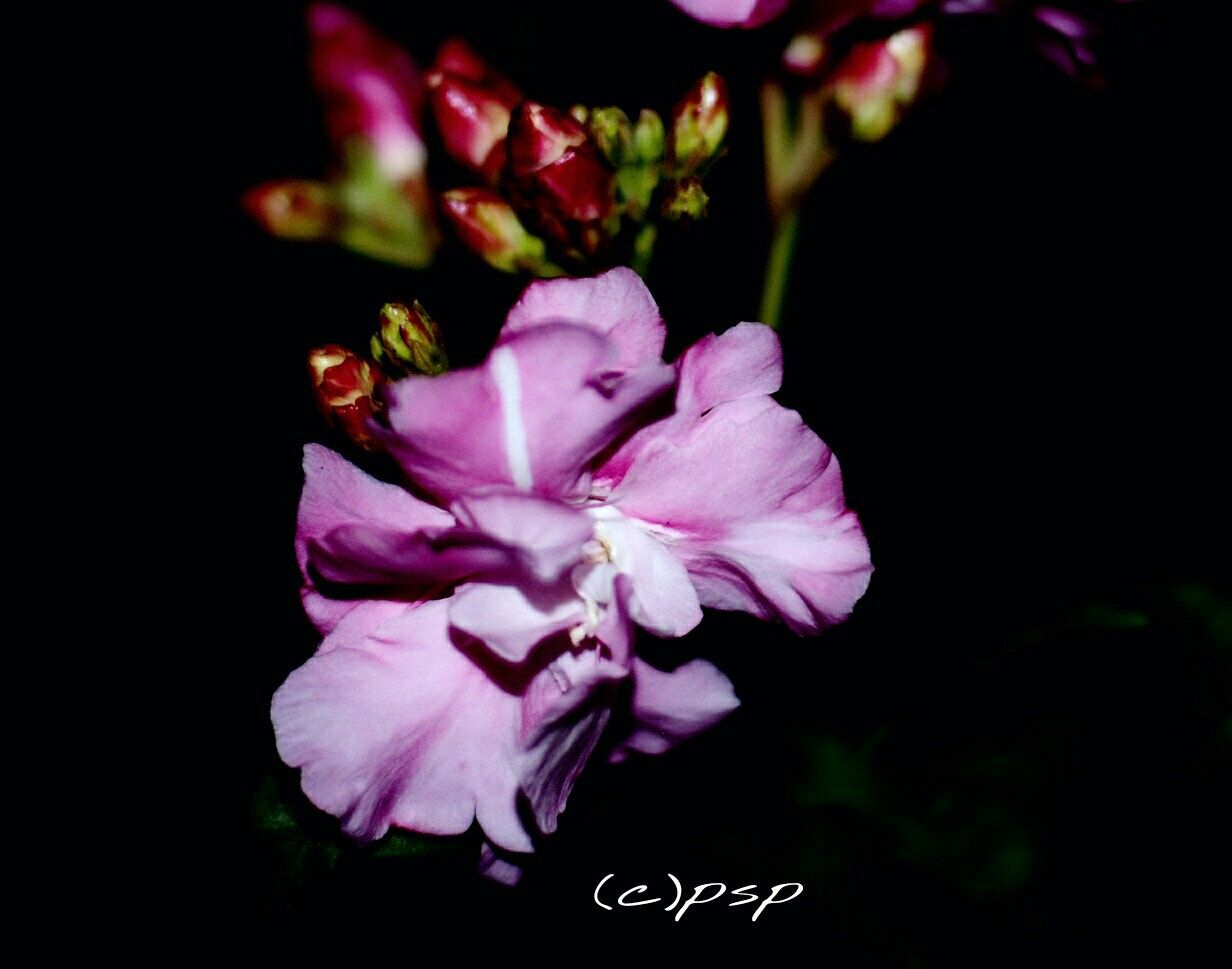 Nikon D3000 sample photo. Flower photography