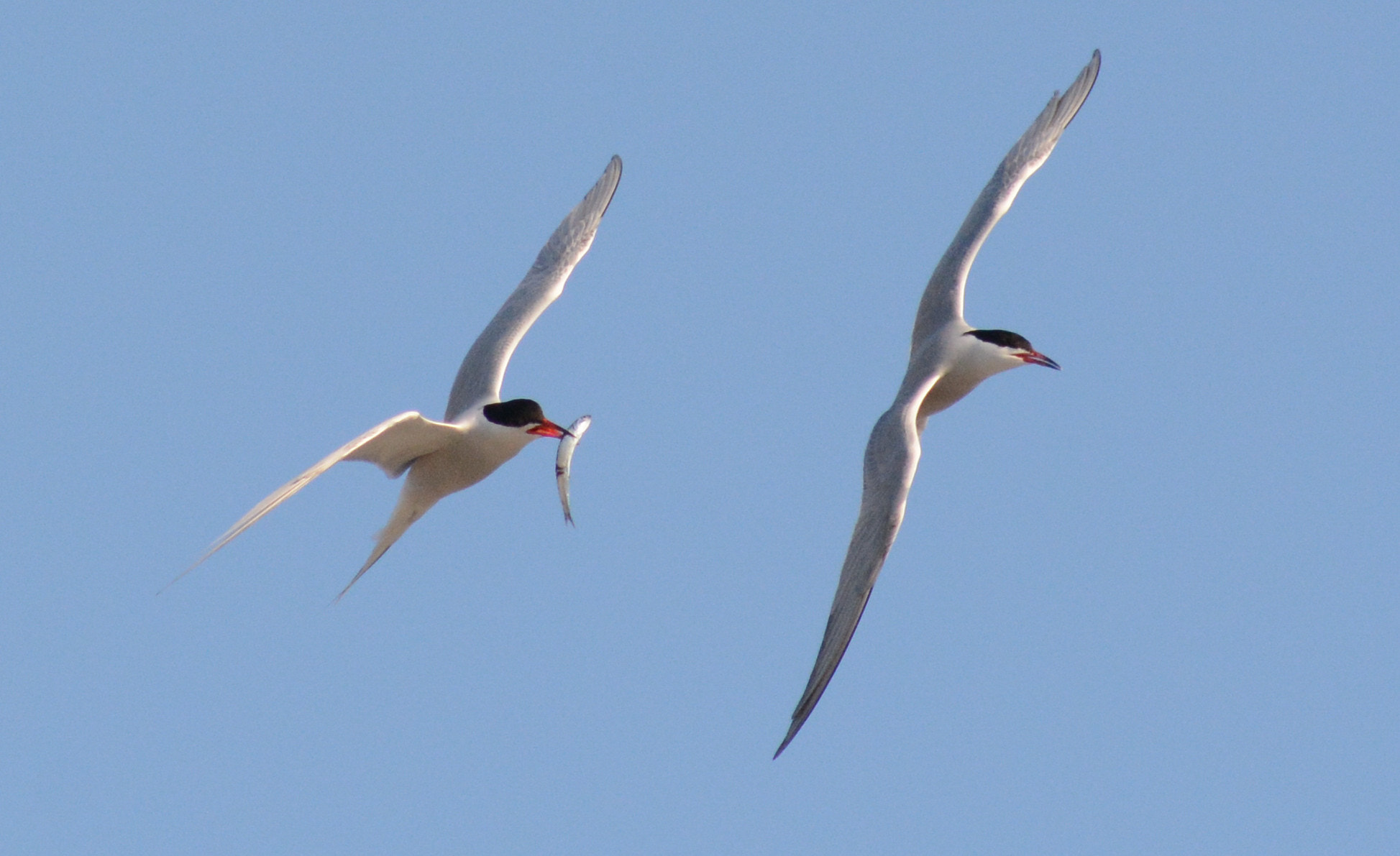 Sigma 70-300mm F4-5.6 APO DG Macro sample photo. Common tern with fish photography