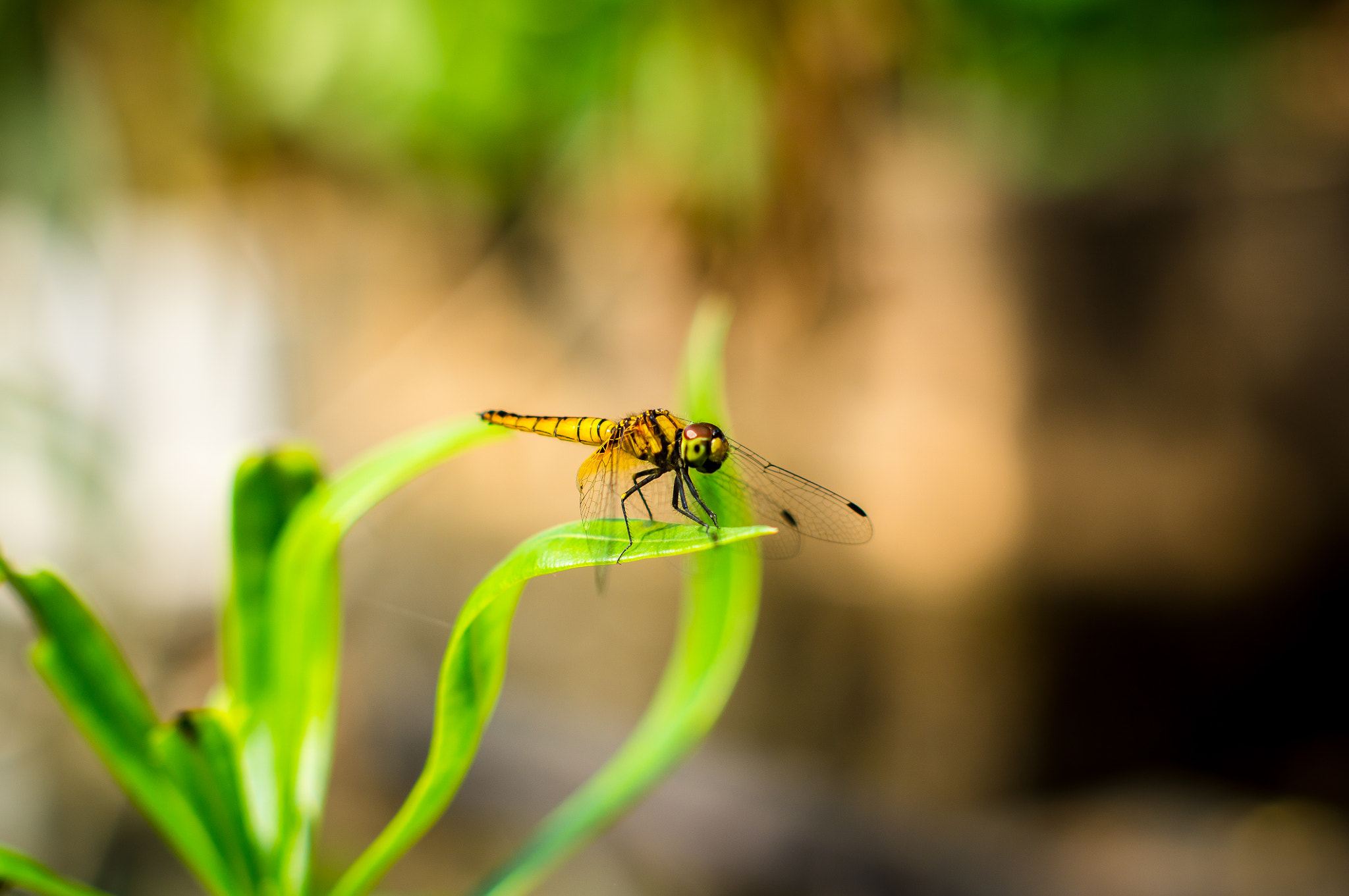 Sony SLT-A55 (SLT-A55V) sample photo. Dragonfly photography