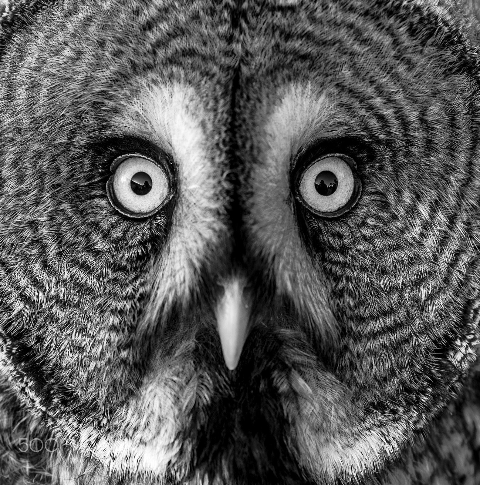 Nikon D4 sample photo. Owl portraits photography