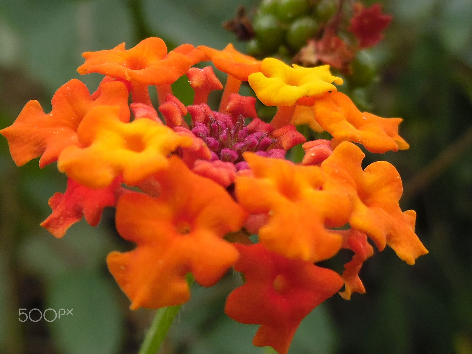 Samsung WB50F/WB51F/WB52F sample photo. The flowers 03 photography