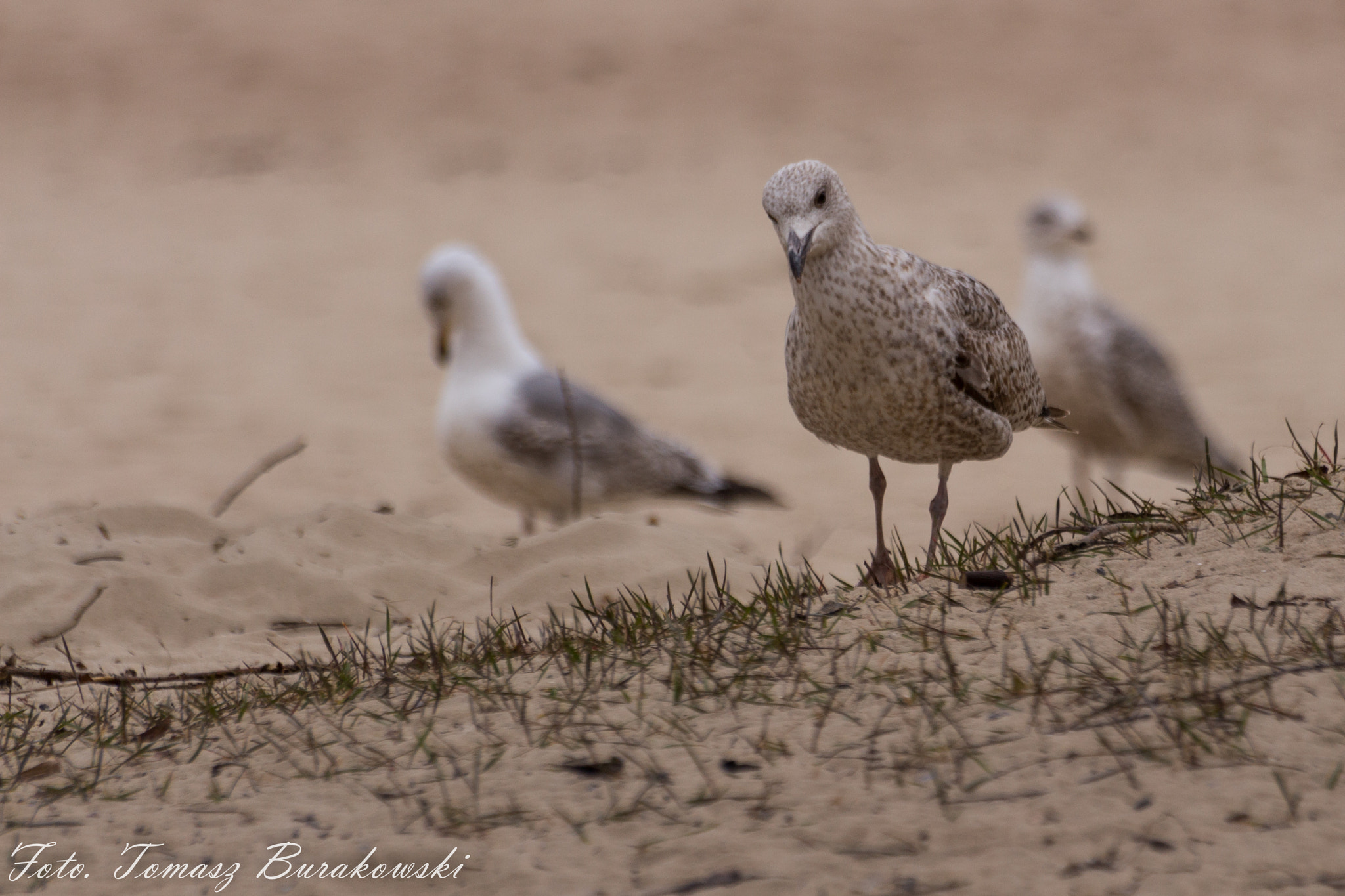 Sigma 70-300mm F4-5.6 APO DG Macro sample photo. Seagull photography