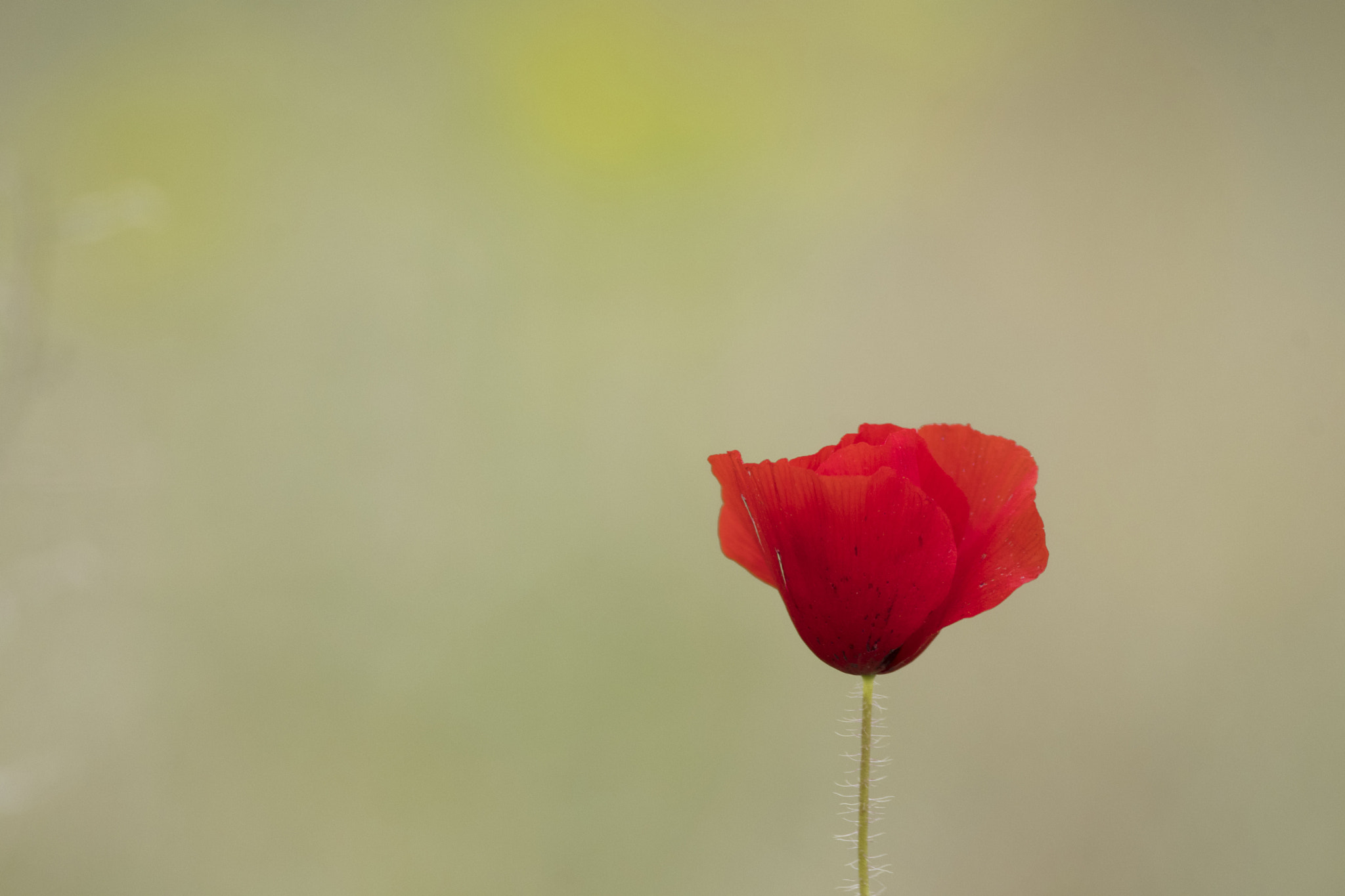 Sigma 150-600mm F5-6.3 DG OS HSM | C sample photo. Amapola photography