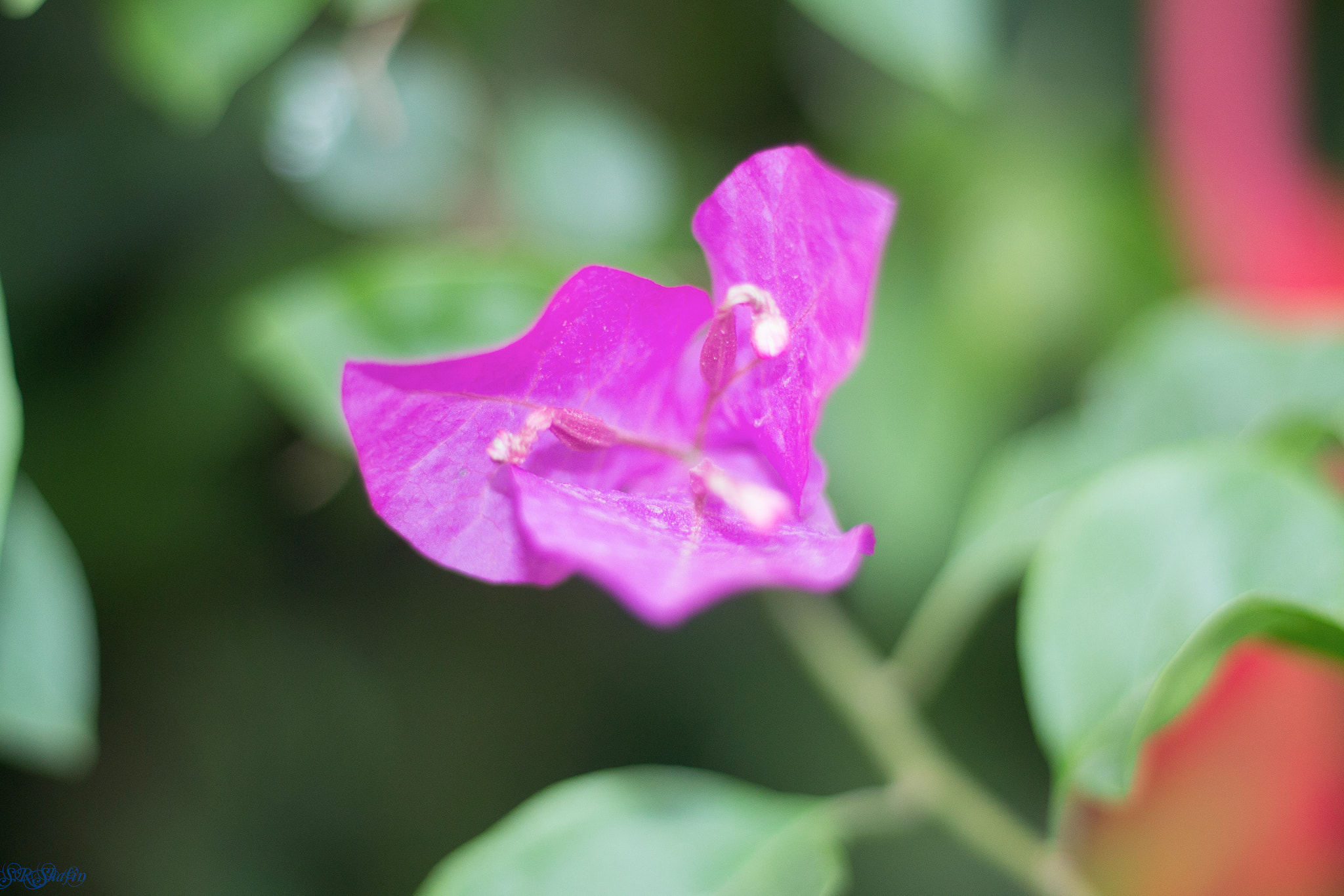 Canon EOS 700D (EOS Rebel T5i / EOS Kiss X7i) sample photo. Flower-04.jpg photography