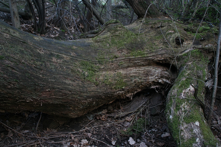 Canon EOS 400D (EOS Digital Rebel XTi / EOS Kiss Digital X) sample photo. Tree trunk whale photography