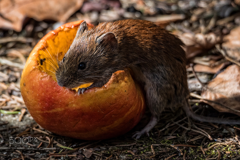 Olympus OM-D E-M5 II sample photo. An apple a day photography