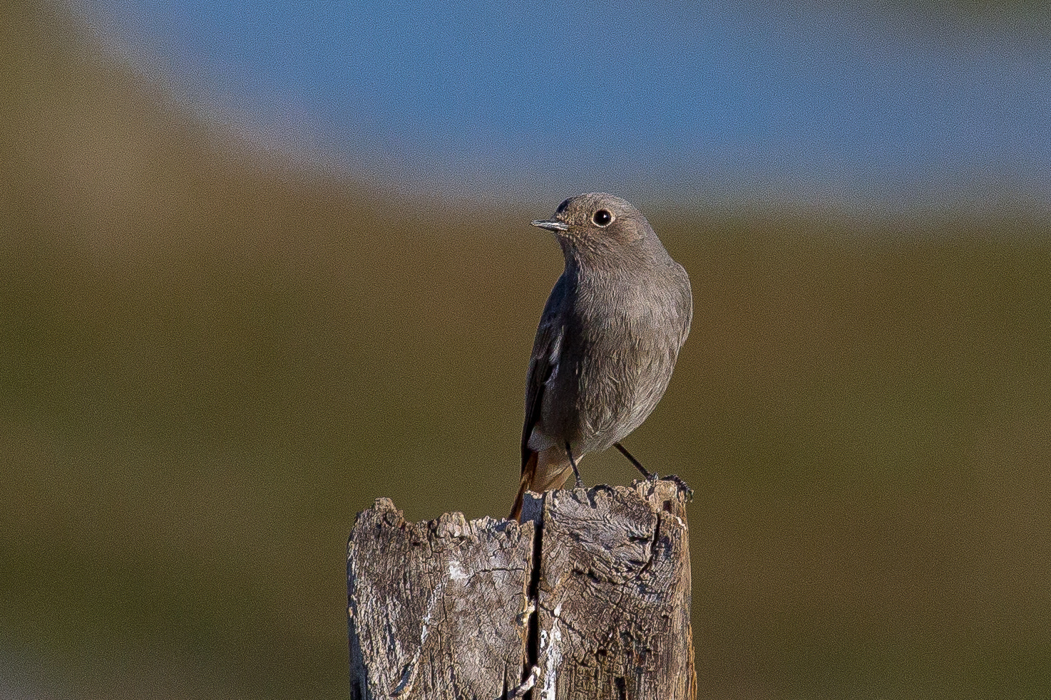 Canon EF 100-400mm F4.5-5.6L IS USM sample photo. Black redstart photography