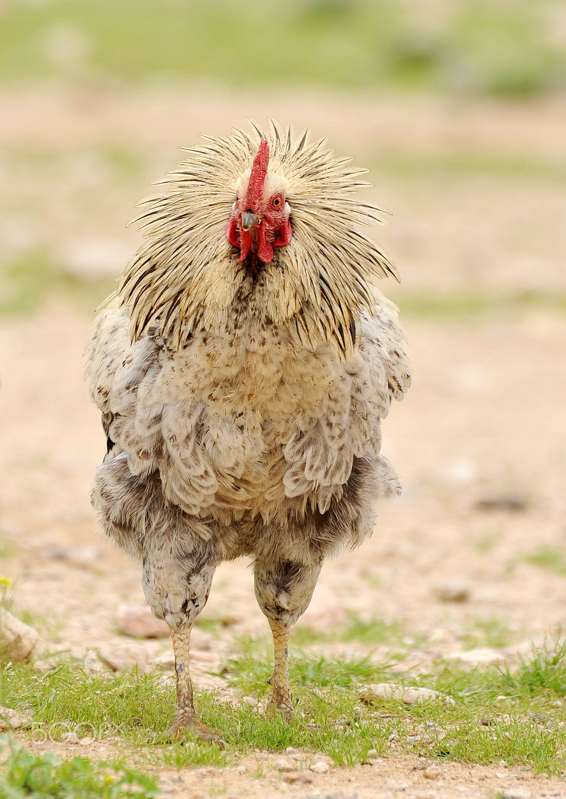 Nikon D700 sample photo. Rooster photography