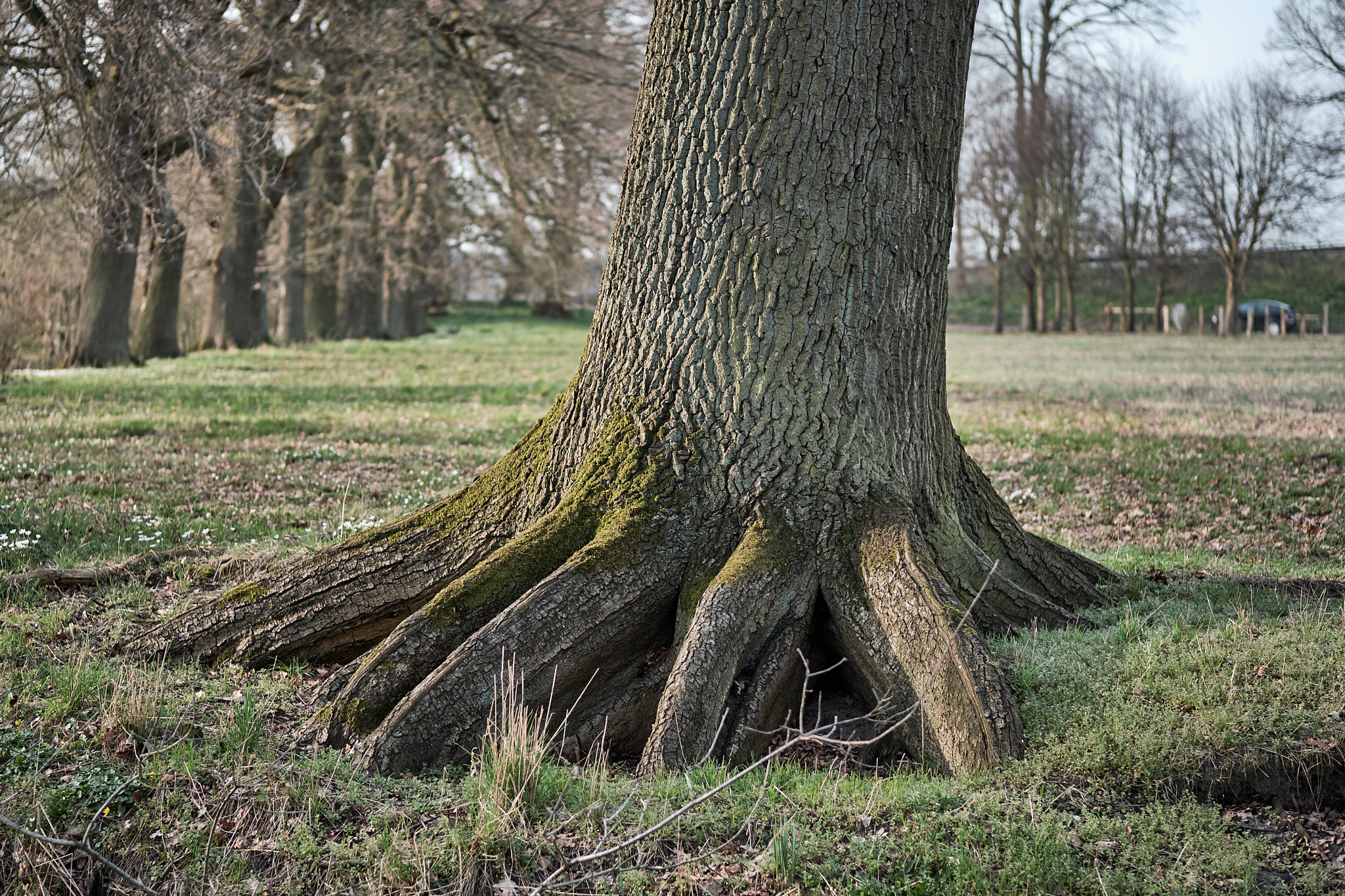 Fujifilm X-T2 sample photo. Tree roots photography